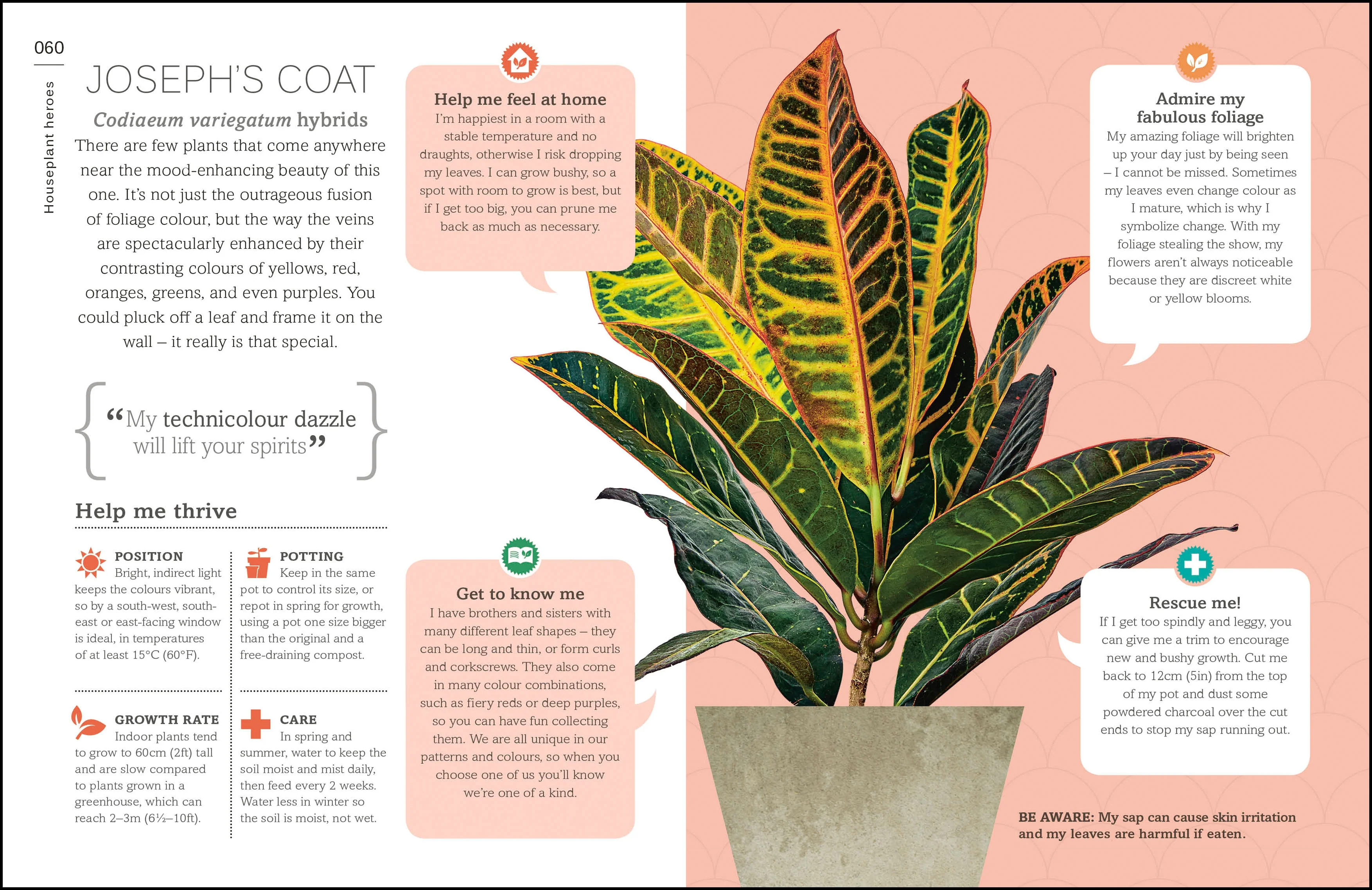My House Plant Changed My Life - Image 4