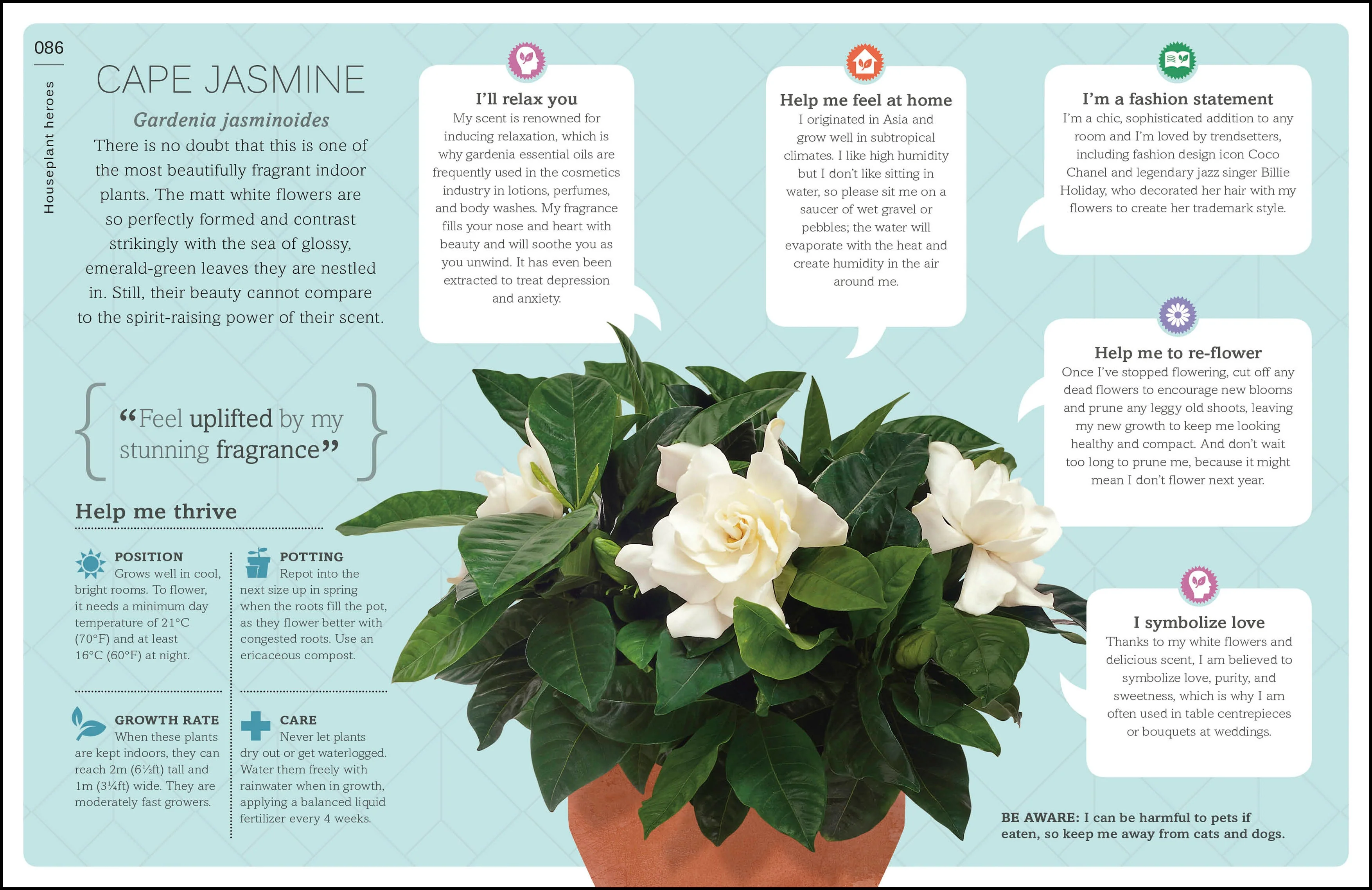 My House Plant Changed My Life - Image 5
