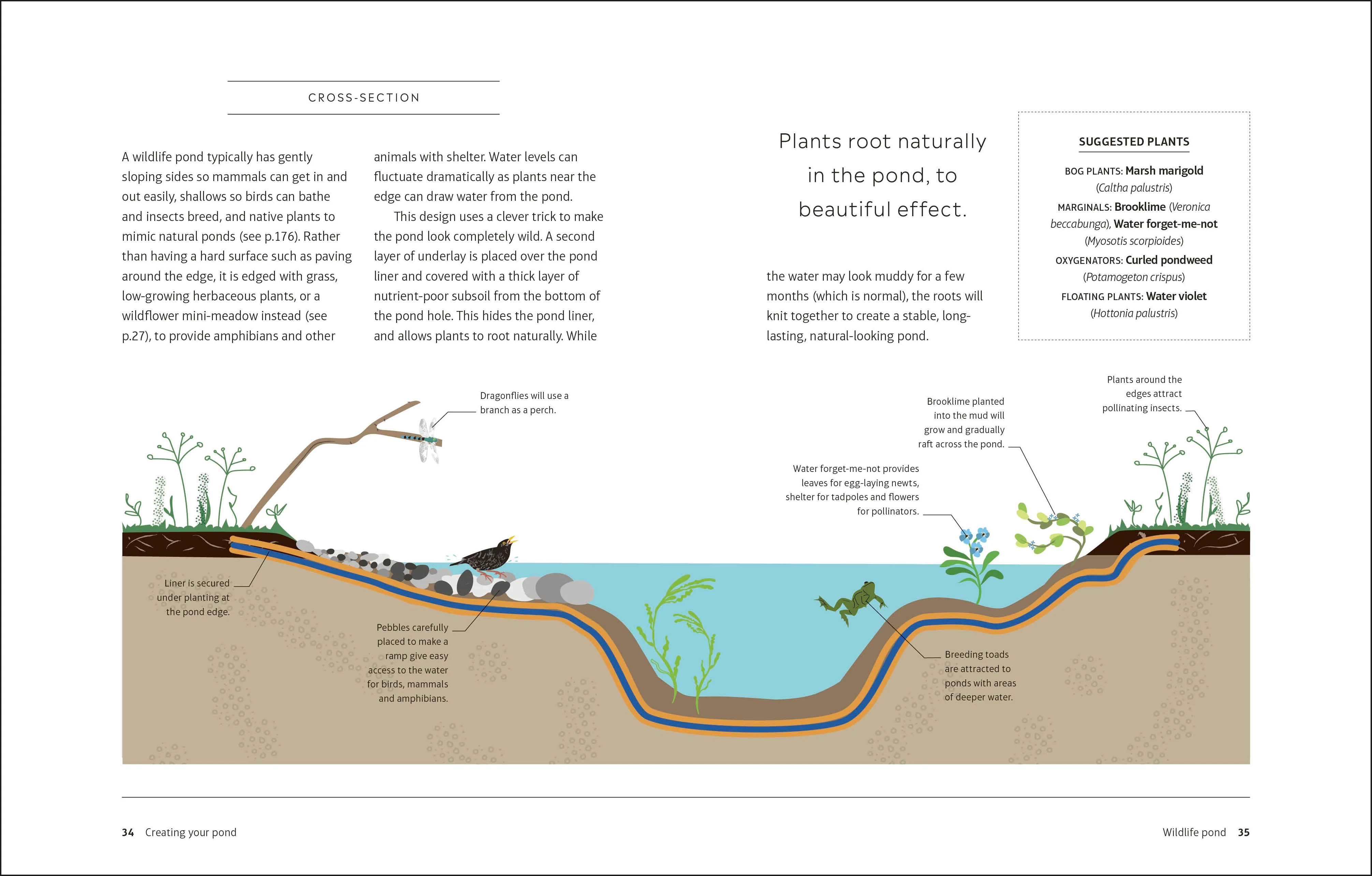 RHS How to Create a Wildlife Pond - Image 3