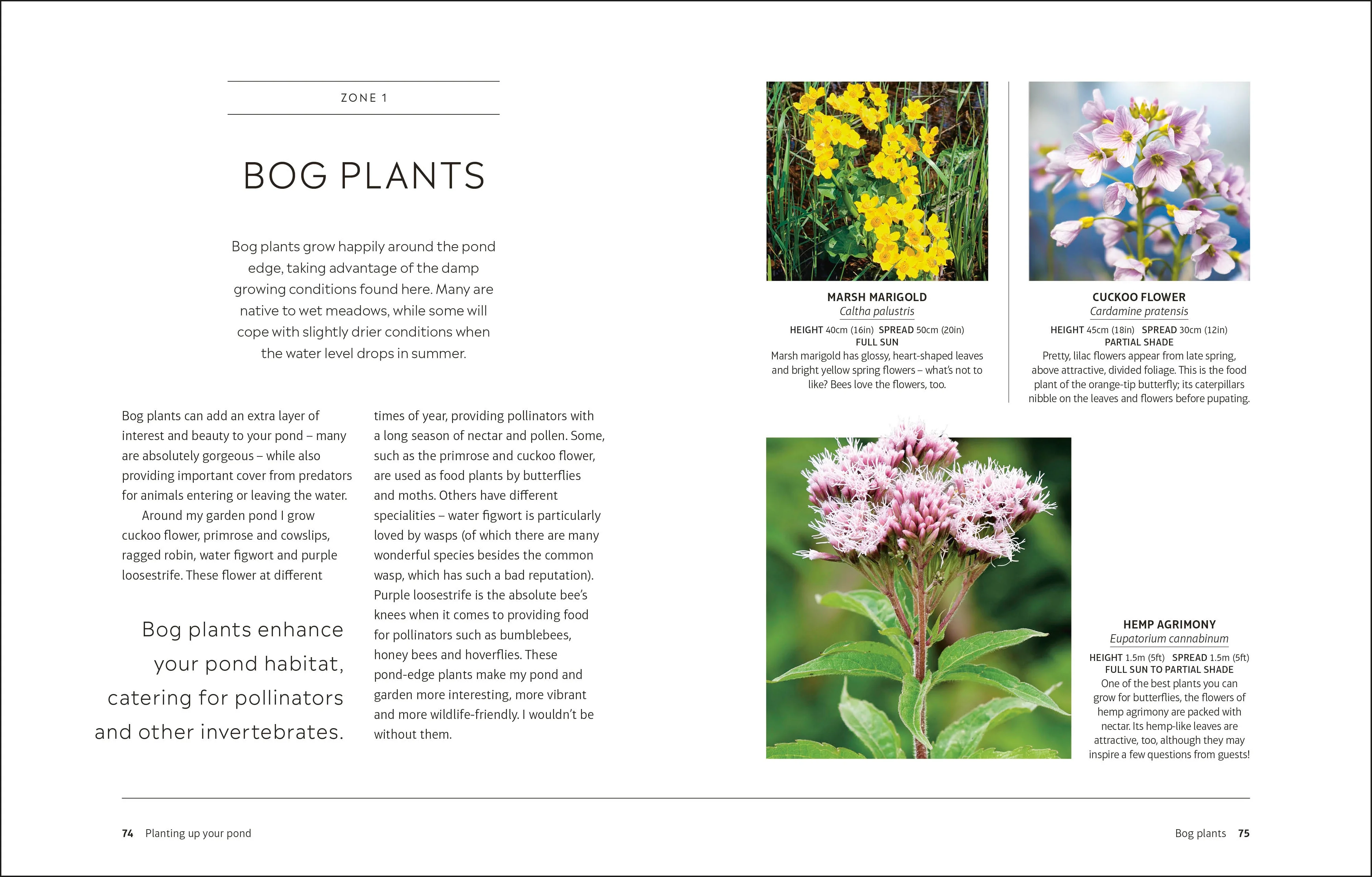 RHS How to Create a Wildlife Pond - Image 5