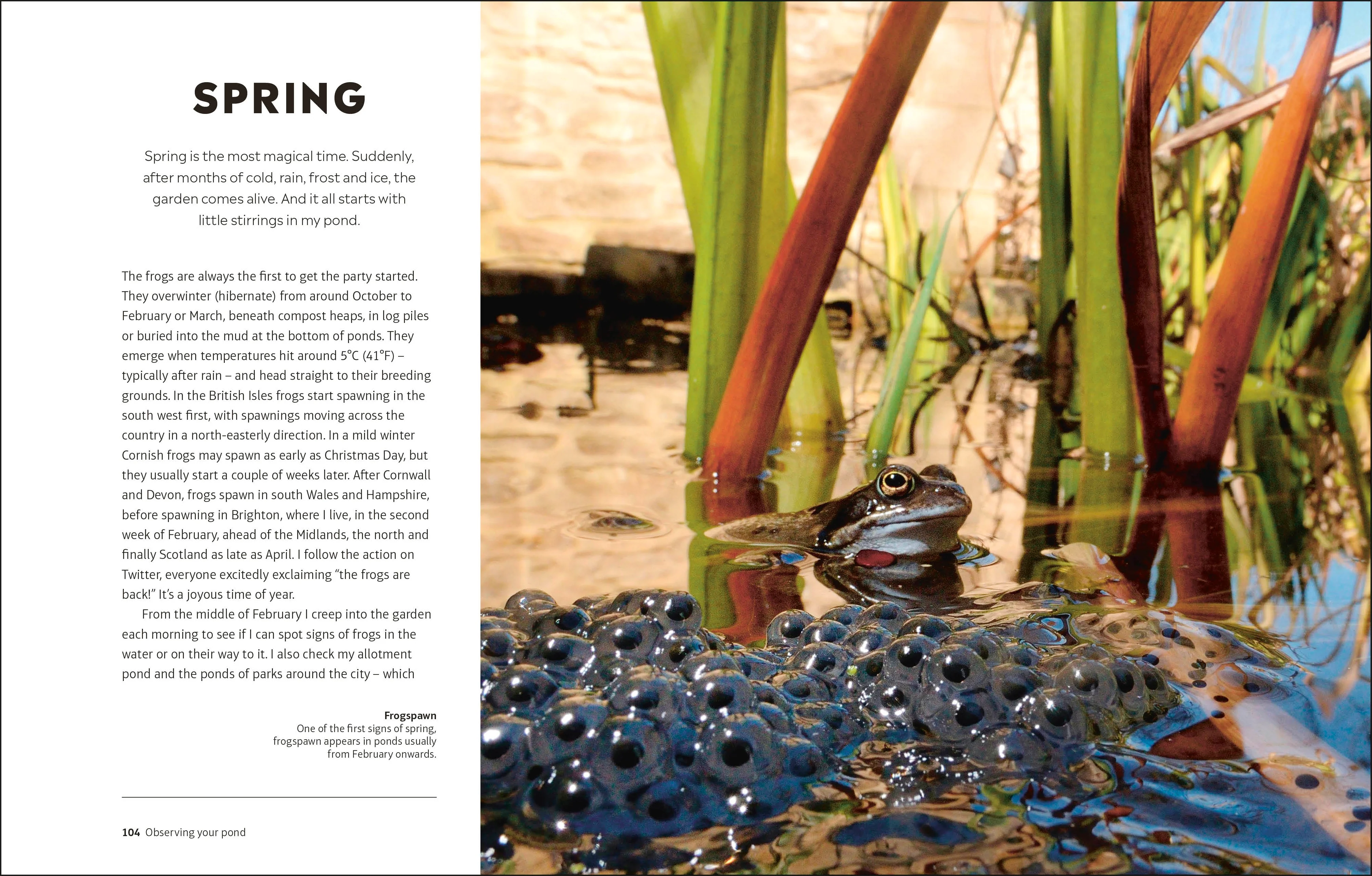 RHS How to Create a Wildlife Pond - Image 6