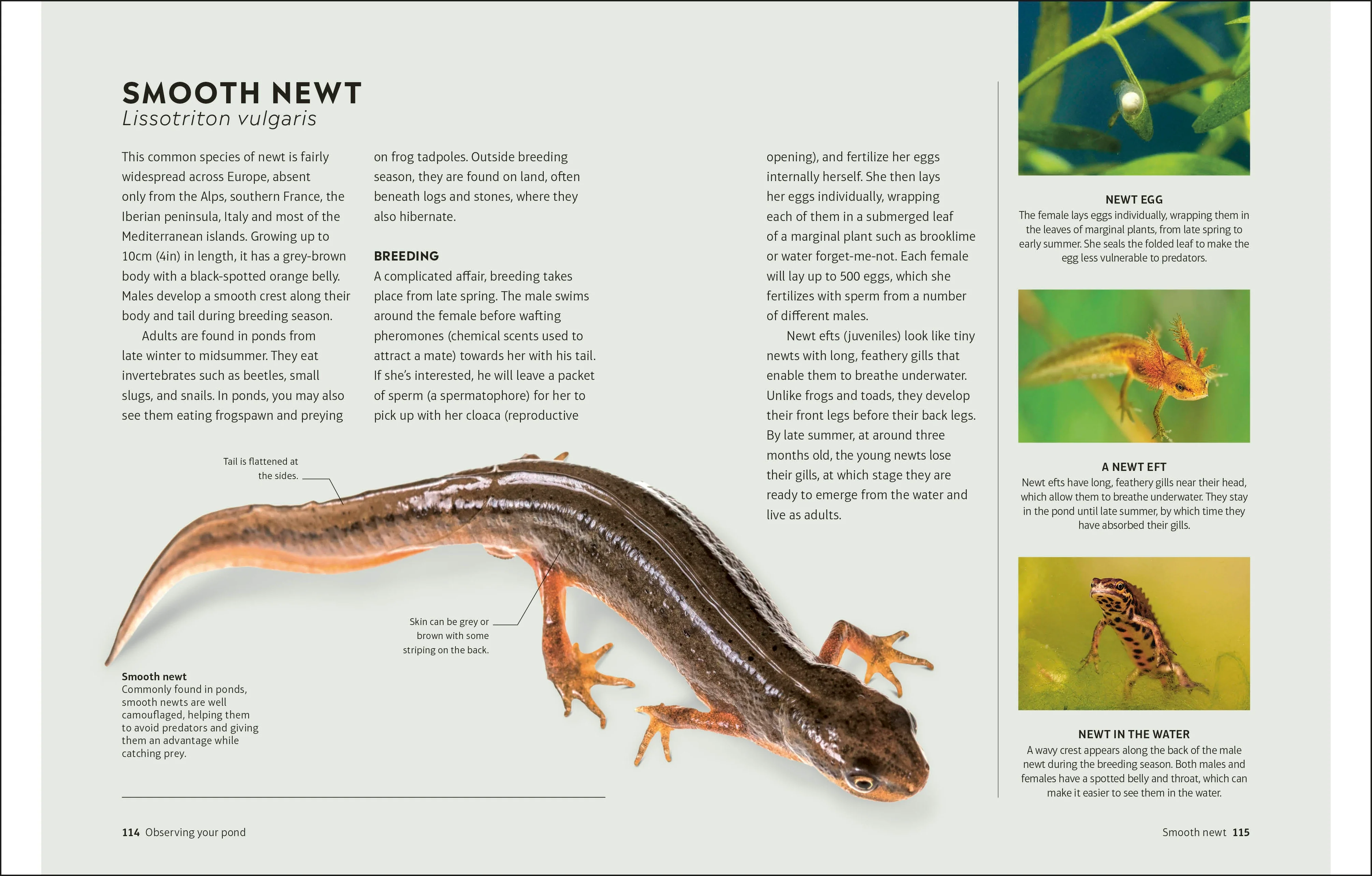 RHS How to Create a Wildlife Pond - Image 7