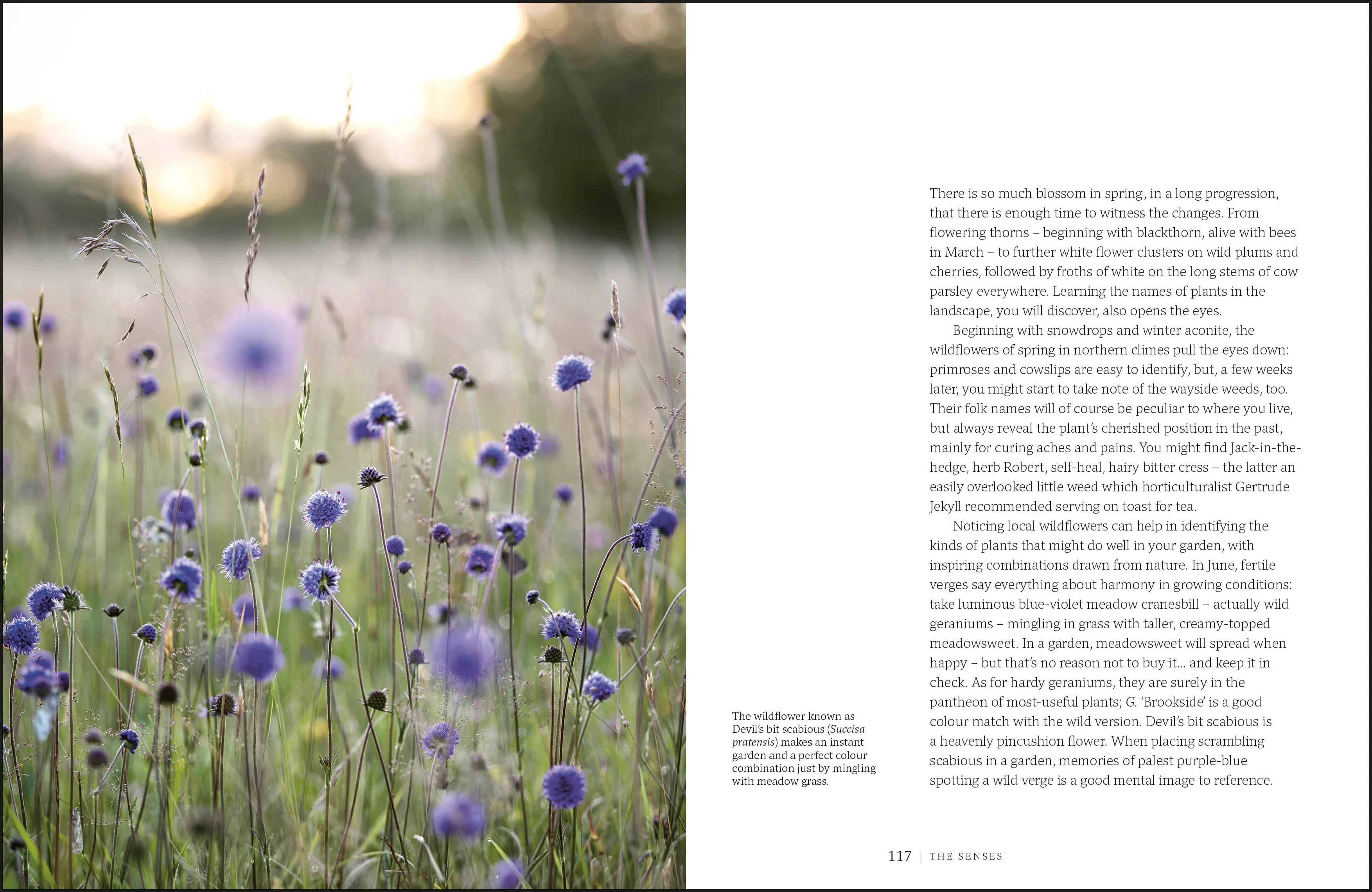 Garden for the Senses - Image 7