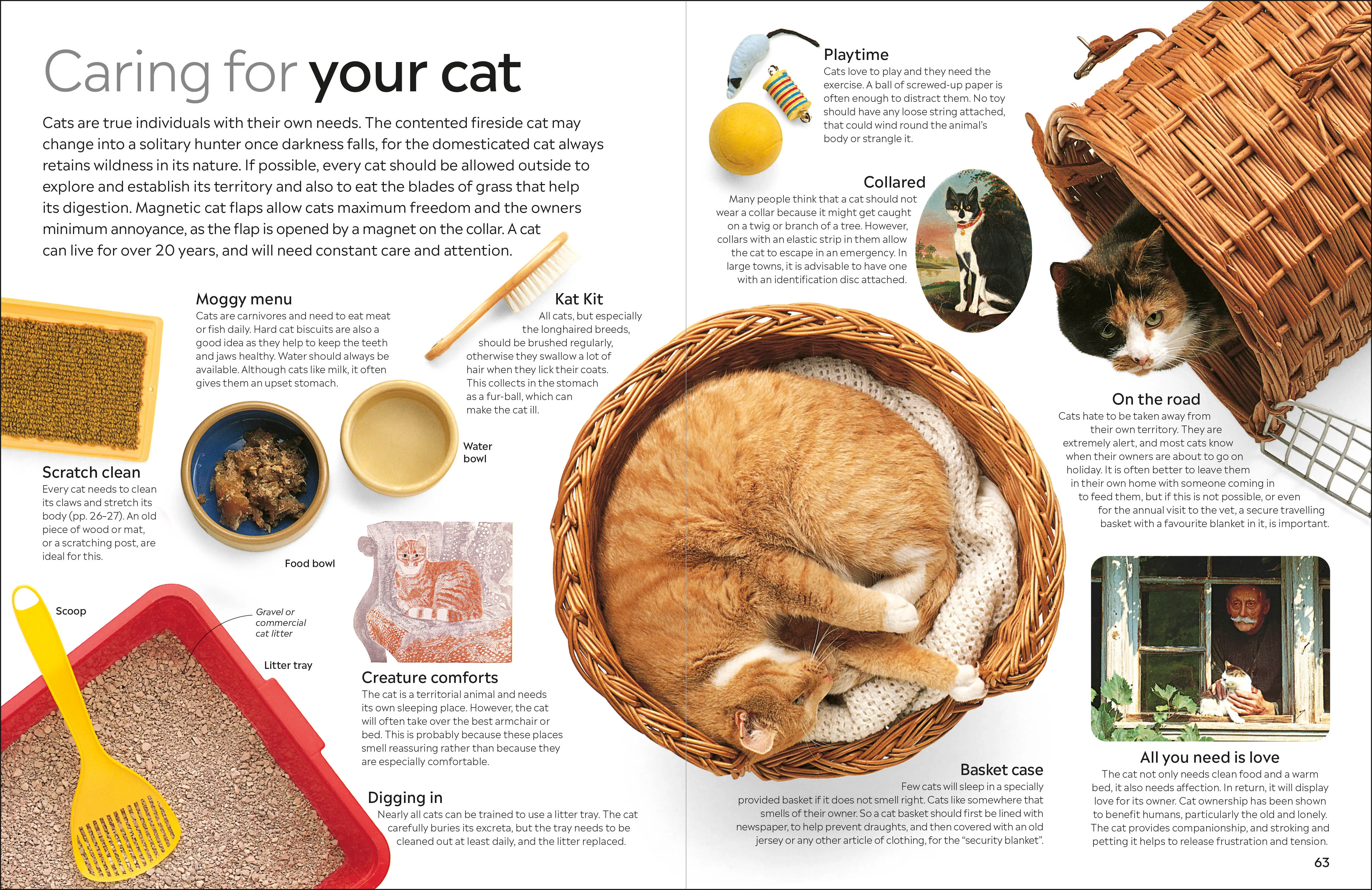 Cat - Image 4