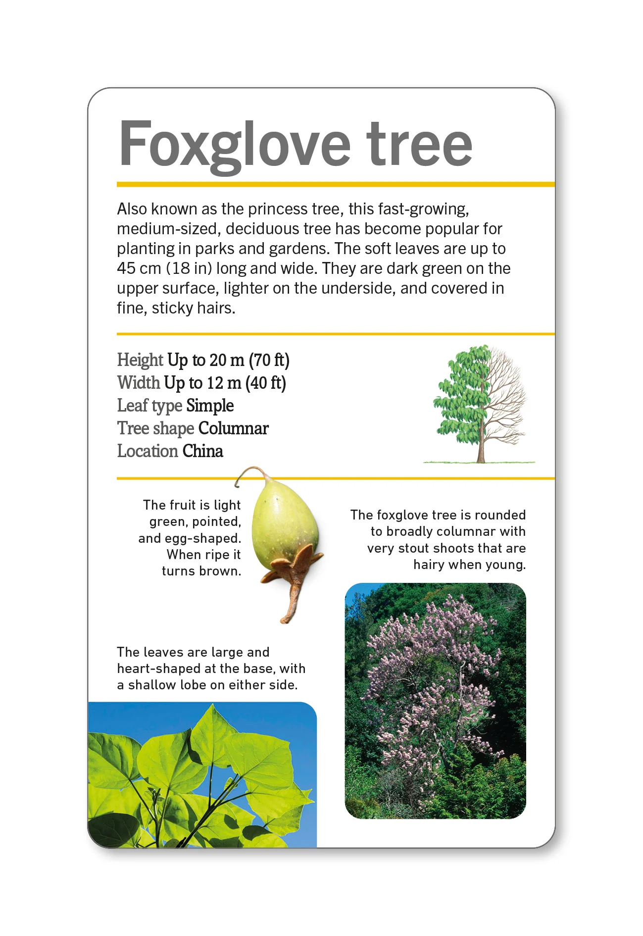 Our World in Pictures Trees of the World Flash Cards - Image 10