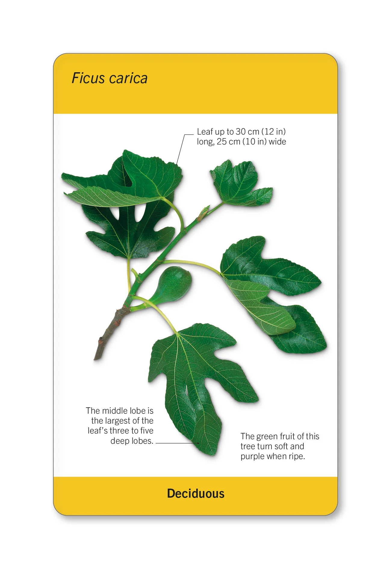 Our World in Pictures Trees of the World Flash Cards - Image 7