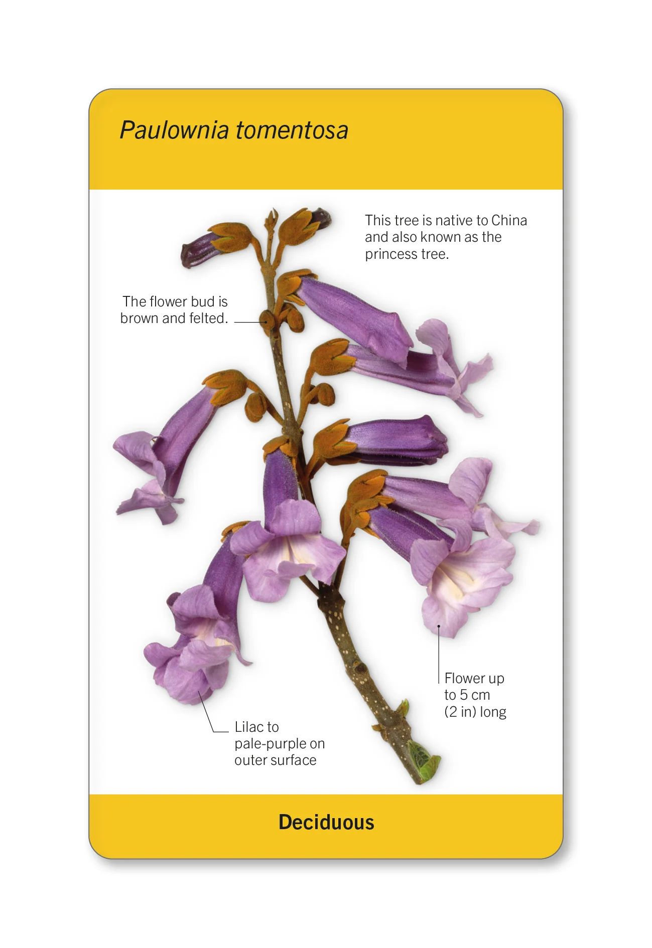Our World in Pictures Trees of the World Flash Cards - Image 9