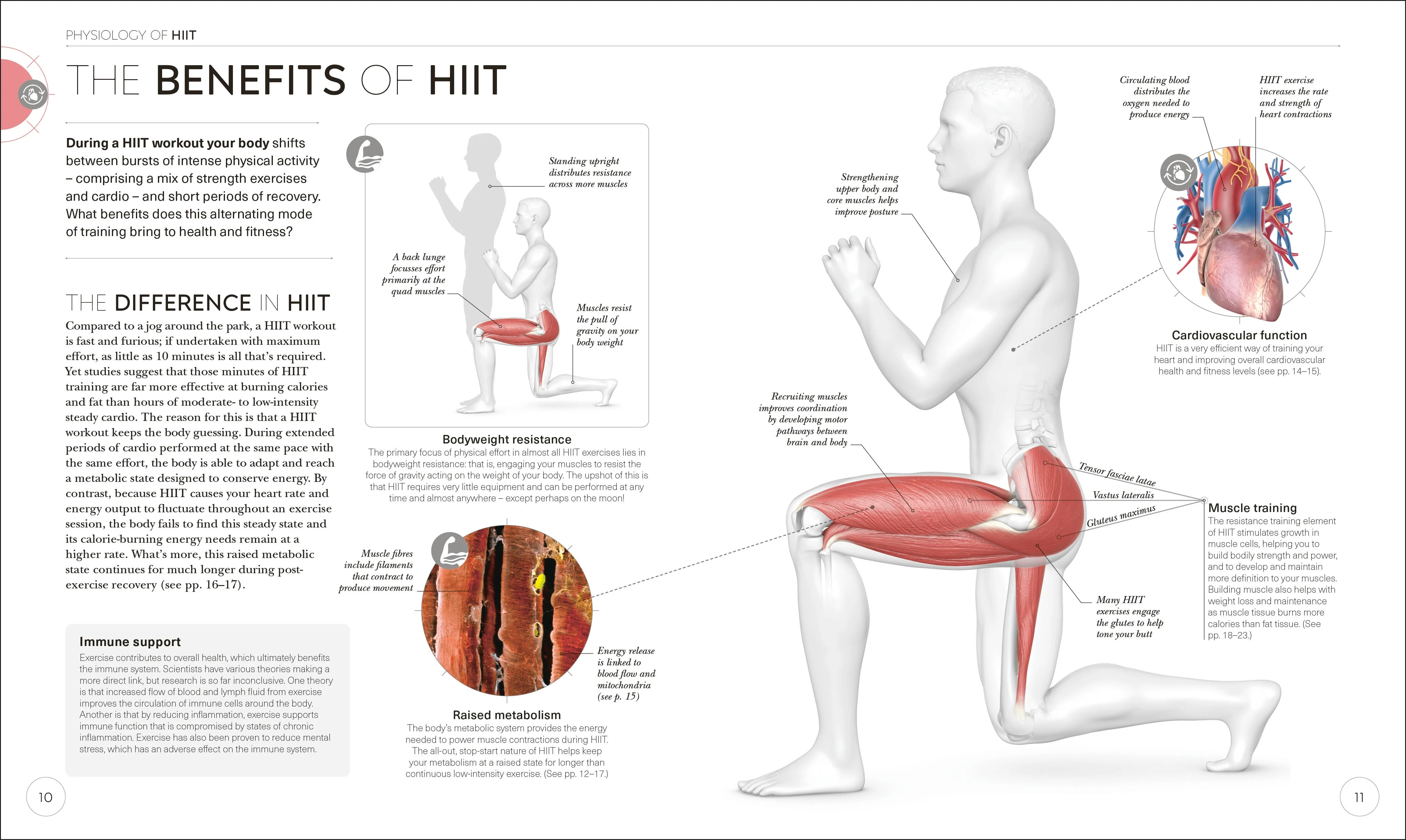 Science of HIIT - Image 3