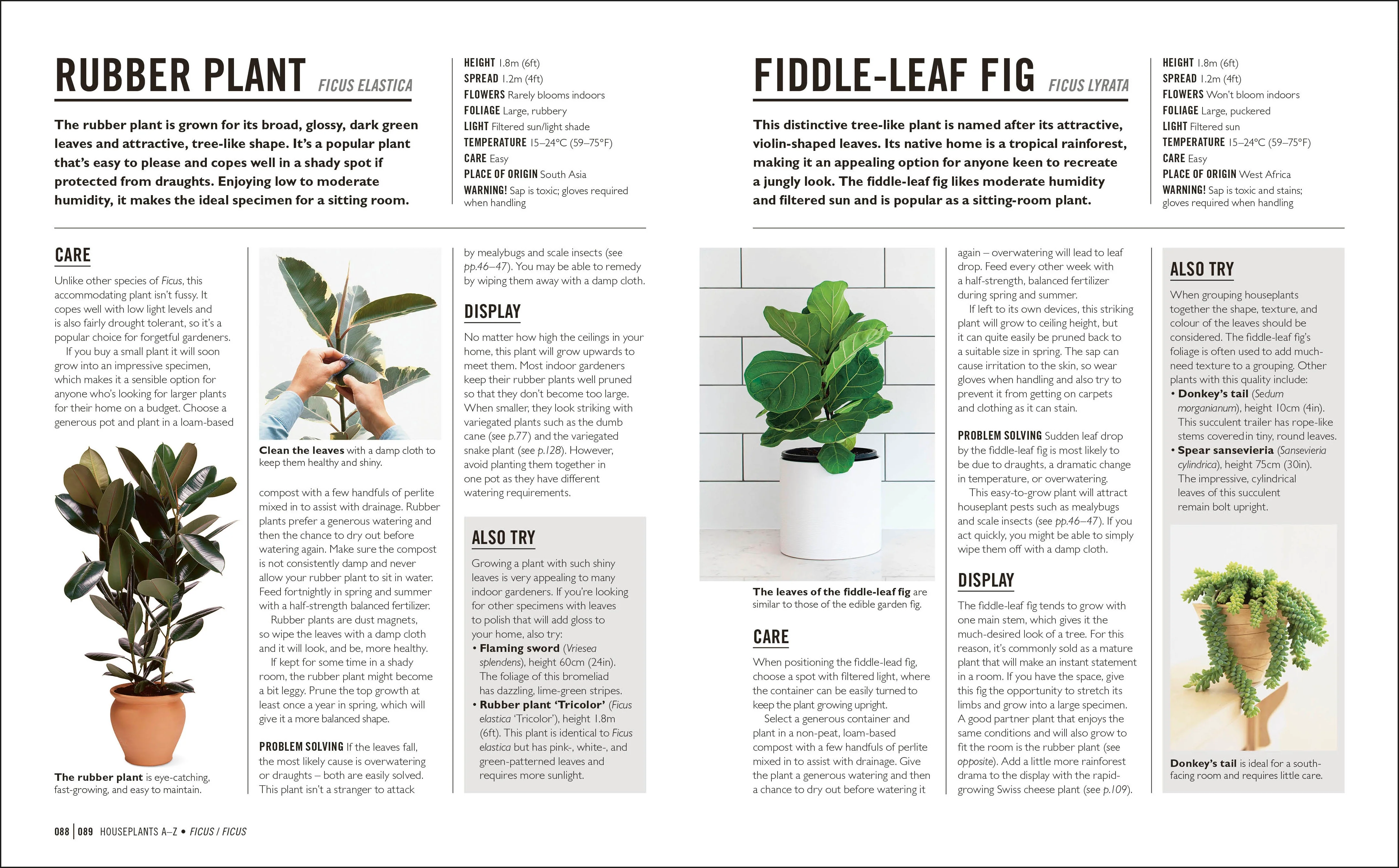 Grow Houseplants - Image 5