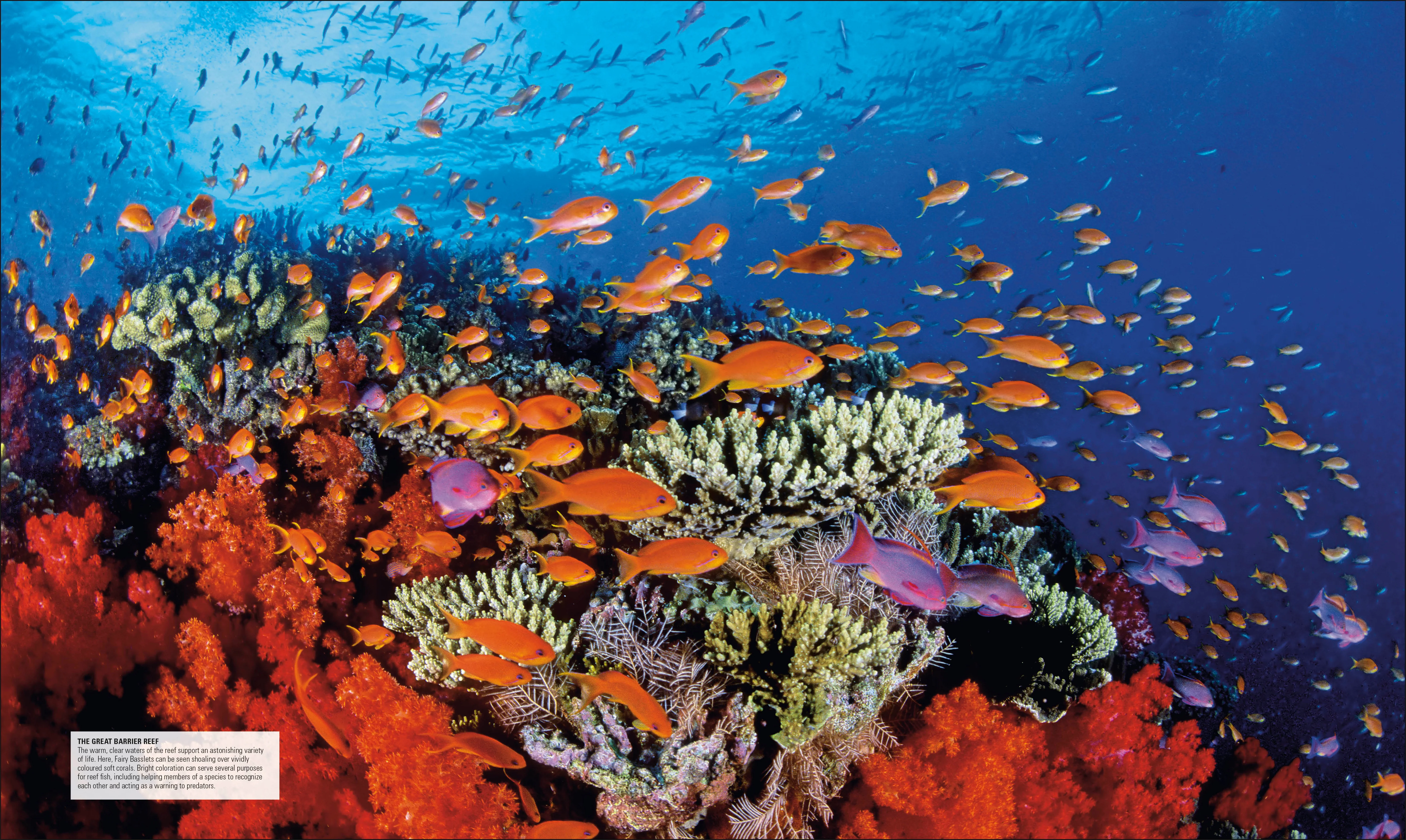 Ocean - Image 4