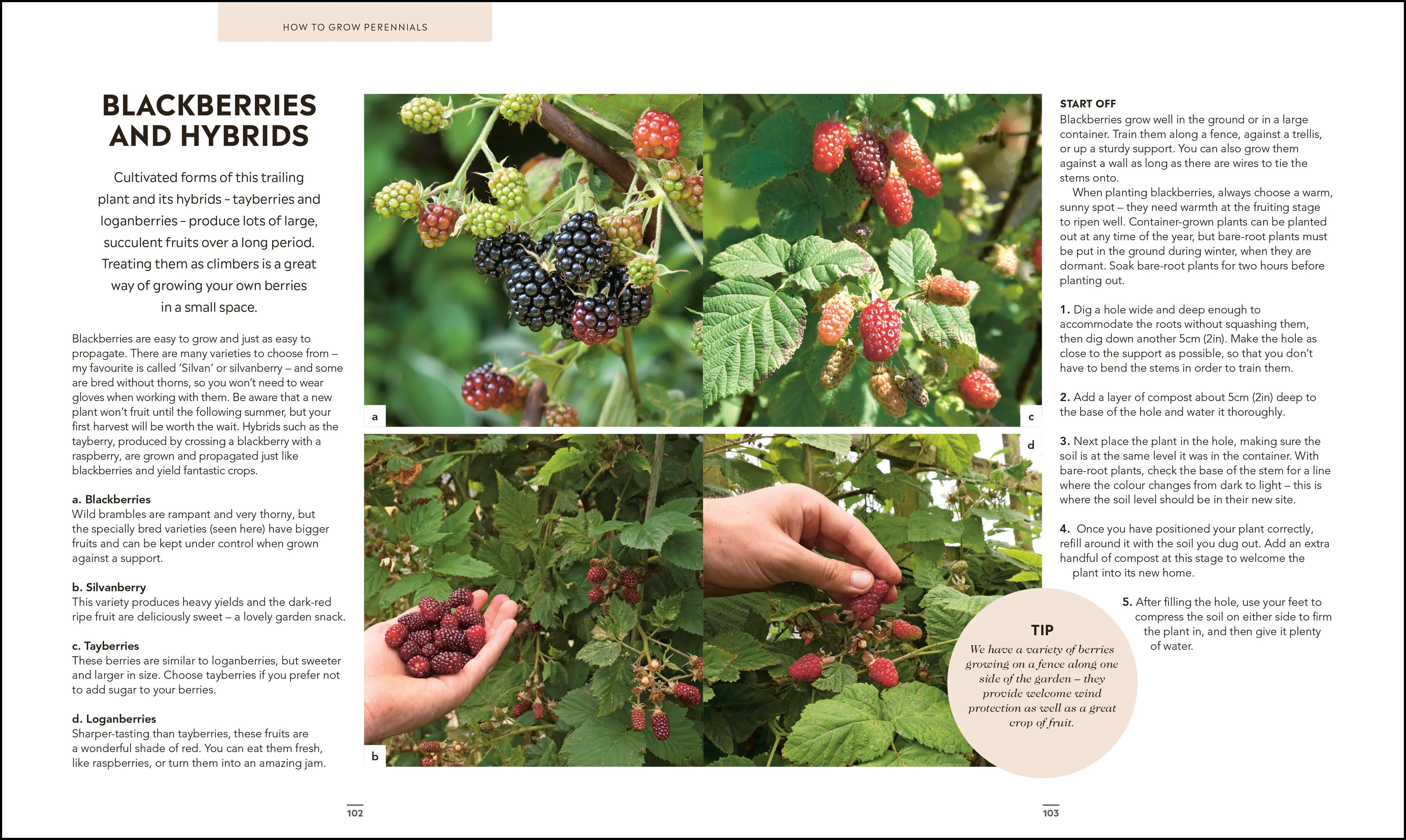 Grow Food for Free - Image 5
