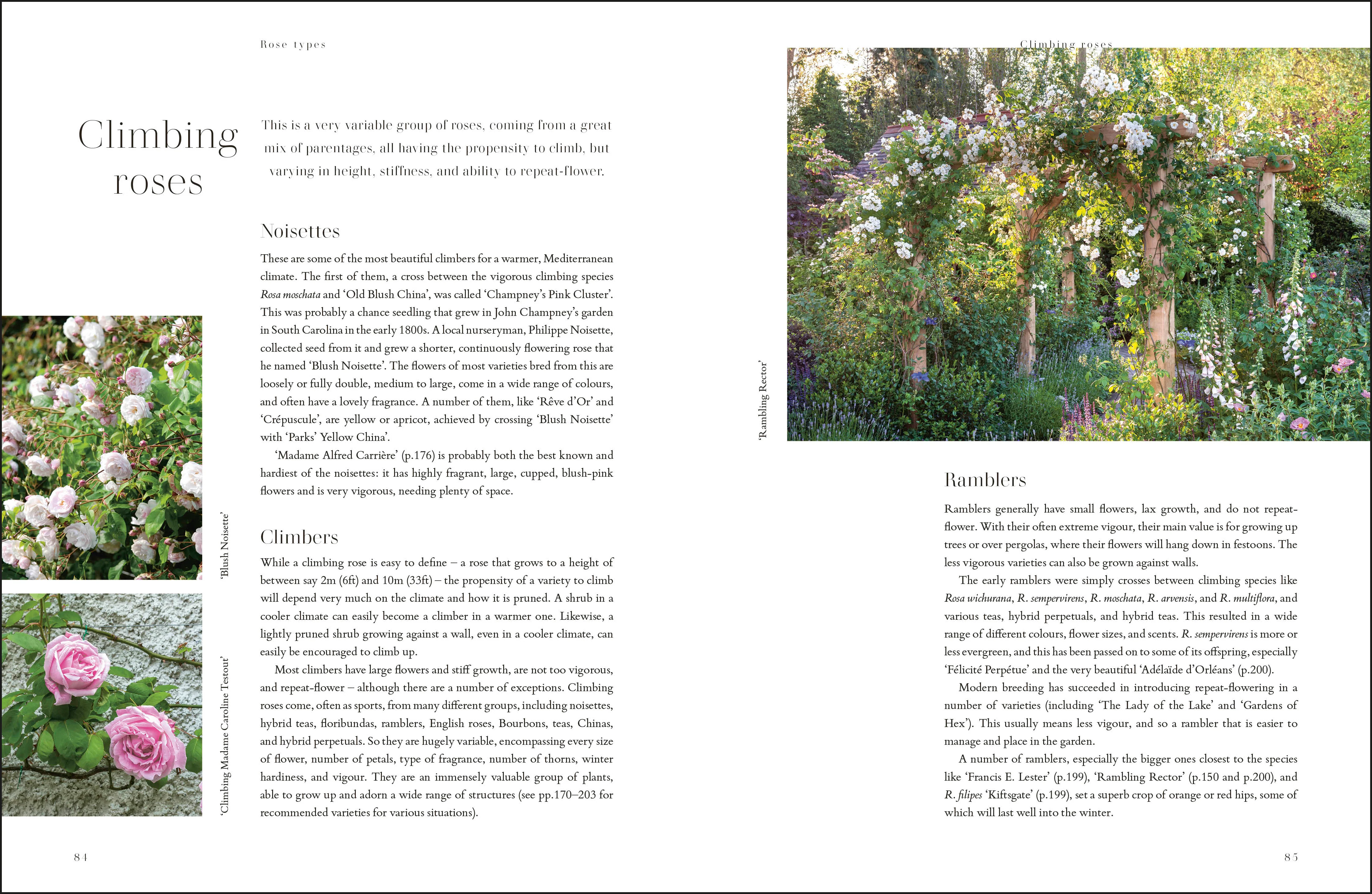 RHS Roses - Image 3