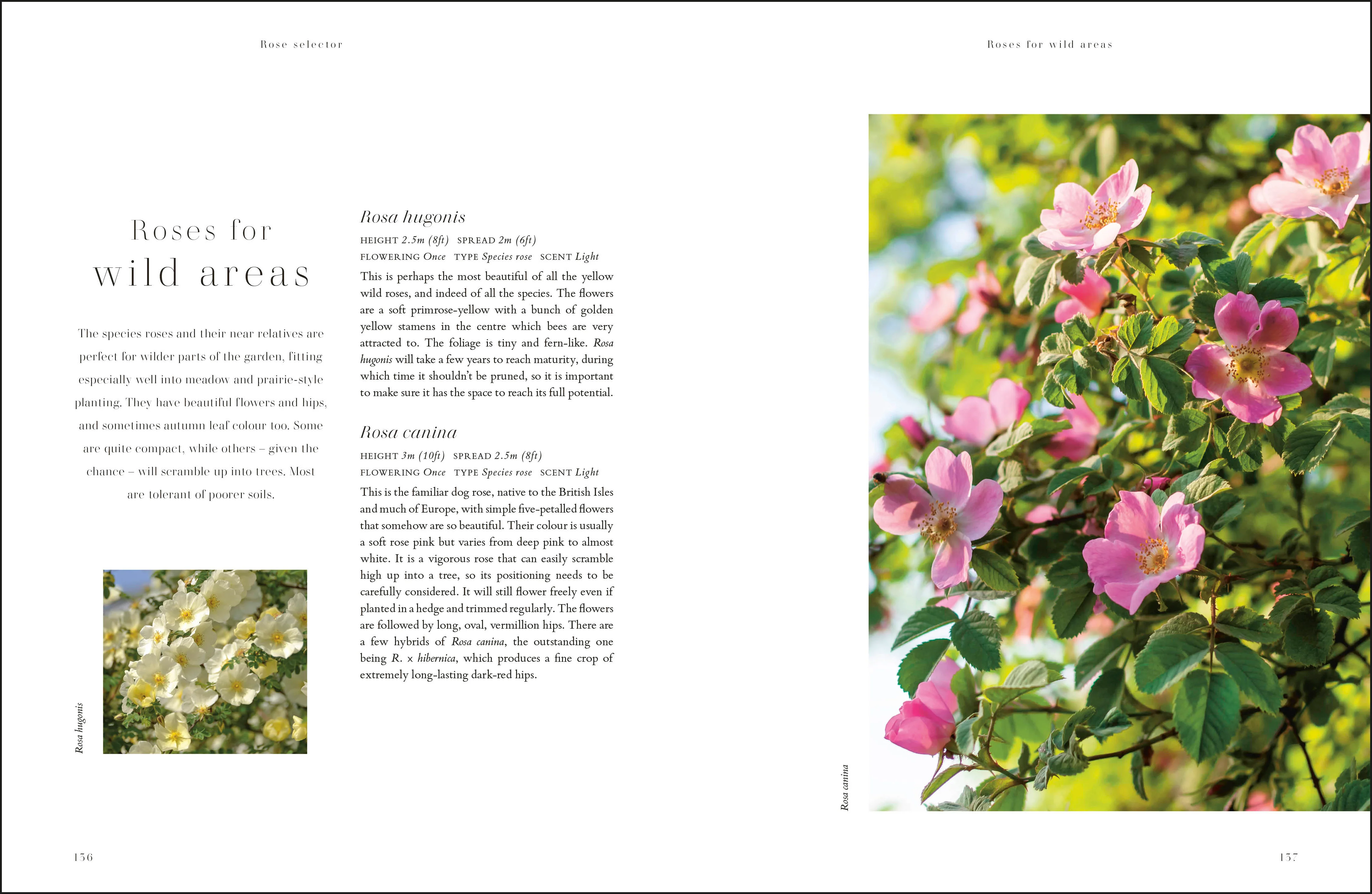 RHS Roses - Image 6