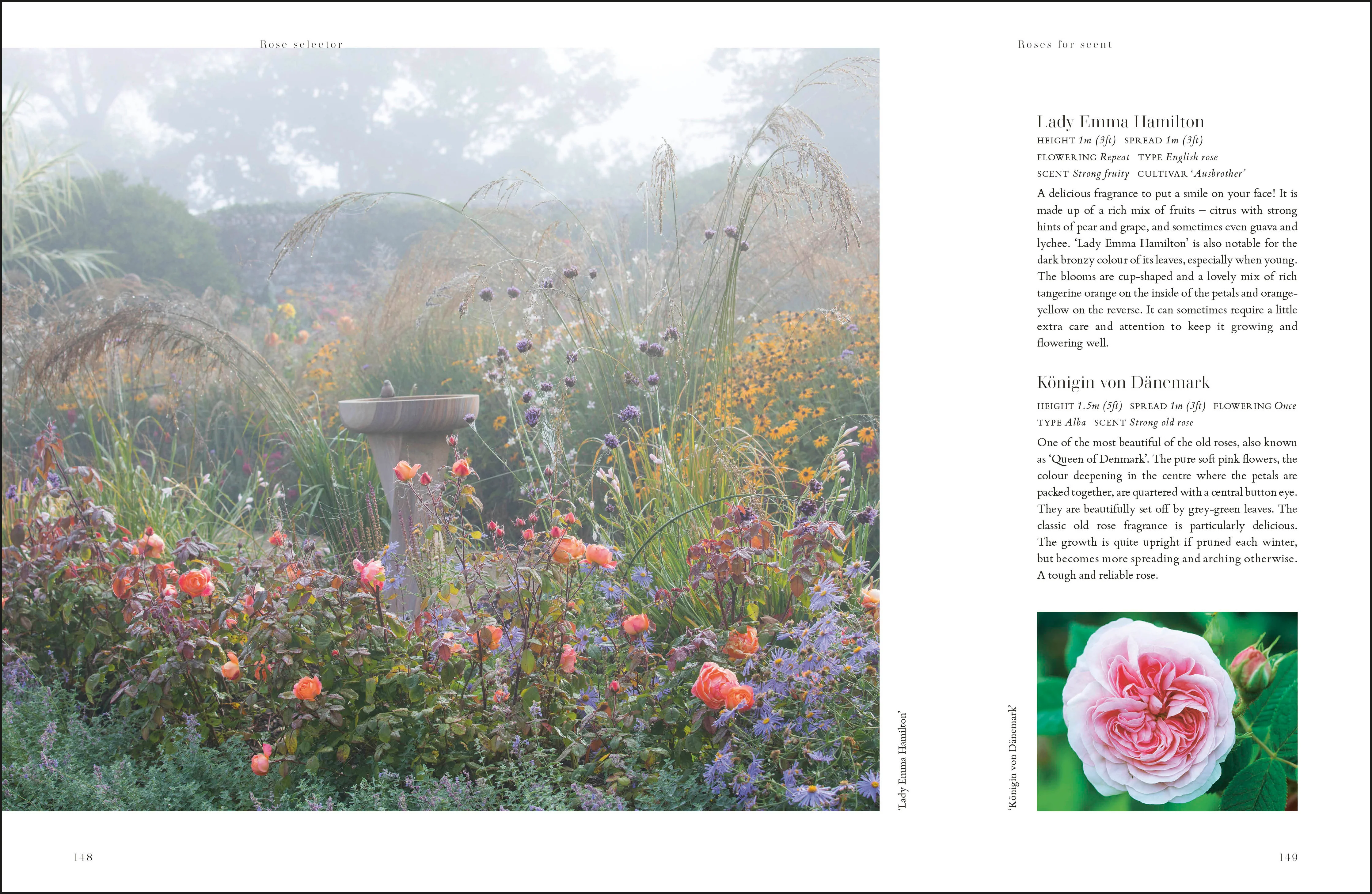 RHS Roses - Image 7