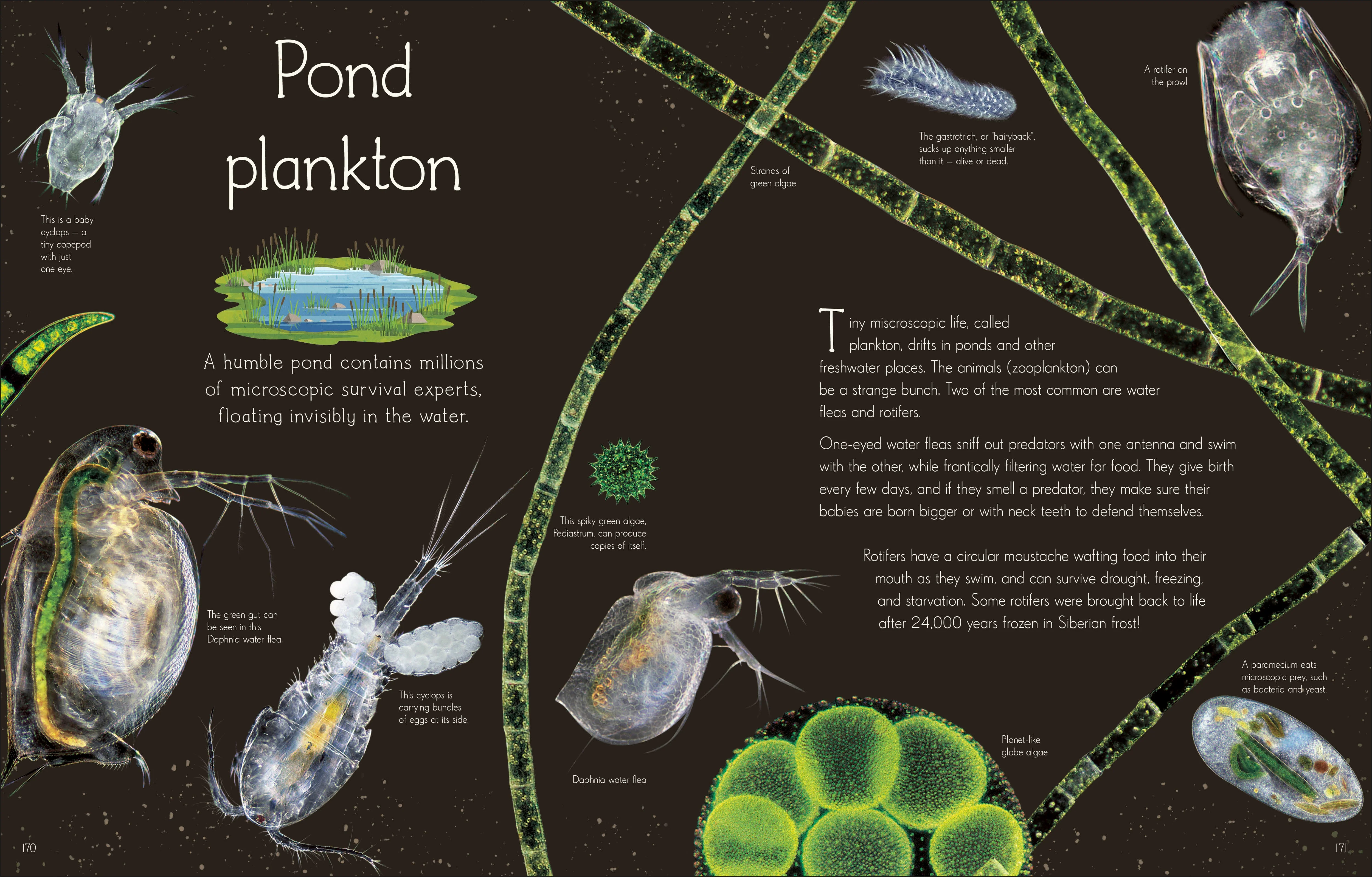 An Anthology of Aquatic Life - Image 4