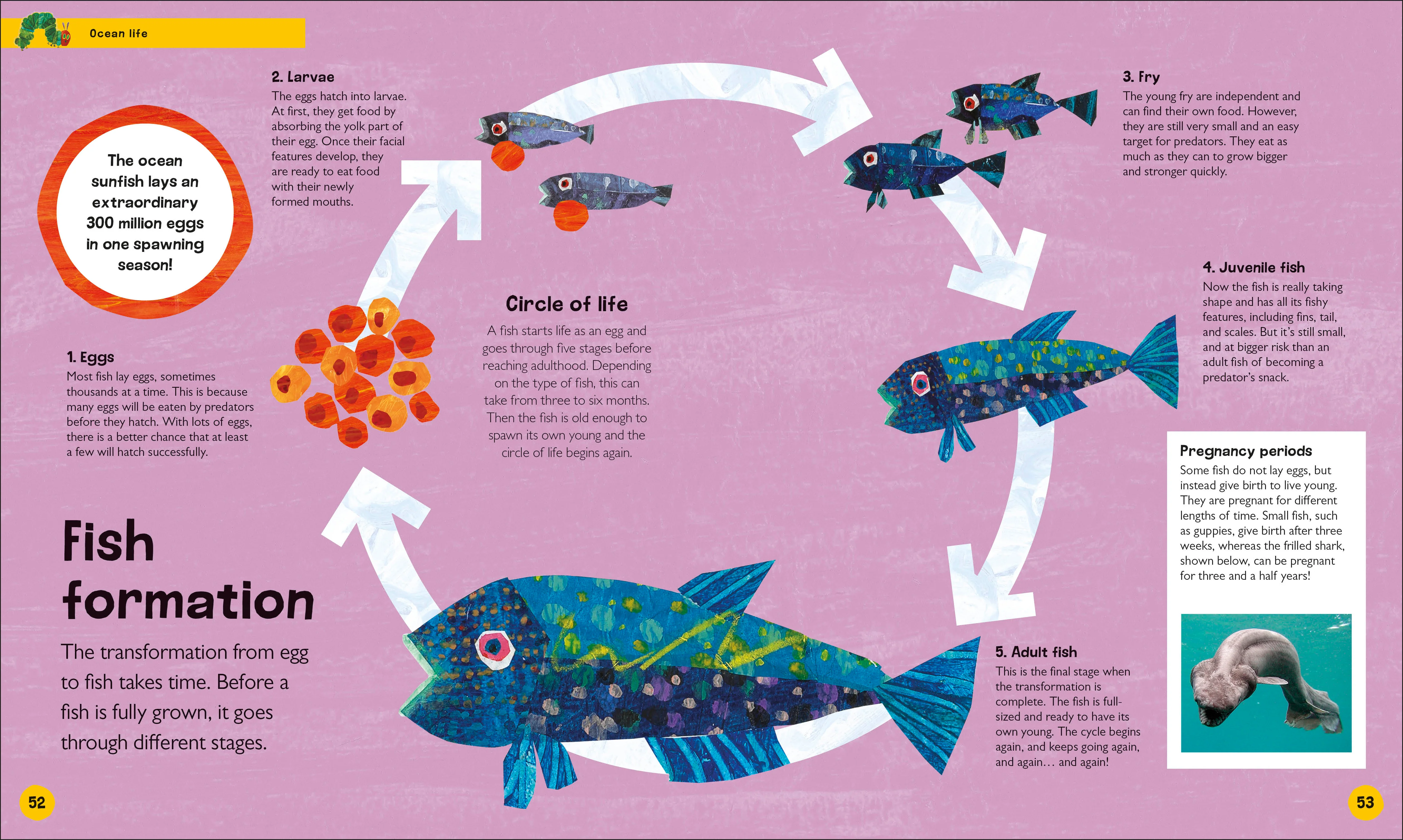 The Very Hungry Caterpillar's Very First Ocean Encyclopedia - Image 4