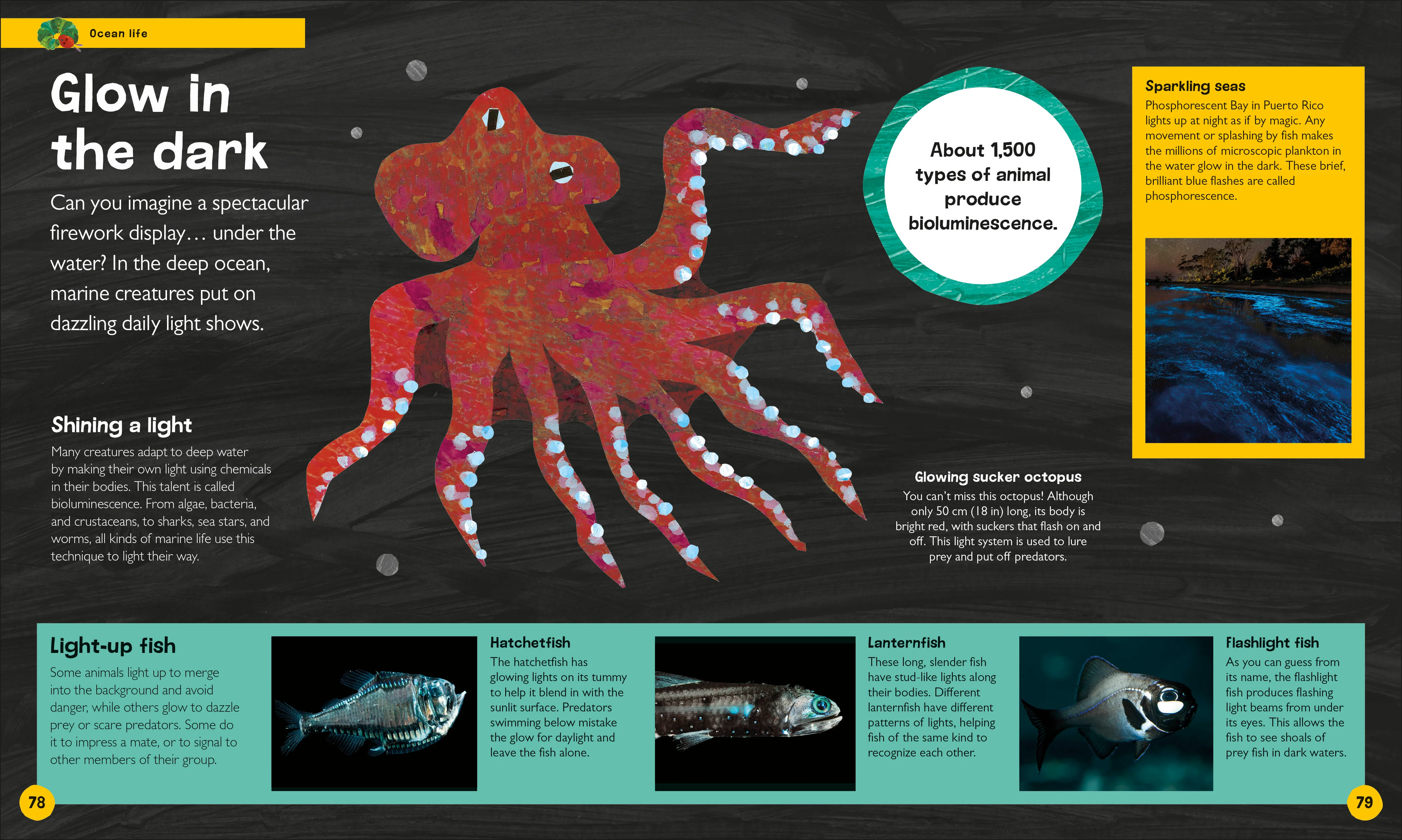 The Very Hungry Caterpillar's Very First Ocean Encyclopedia - Image 5