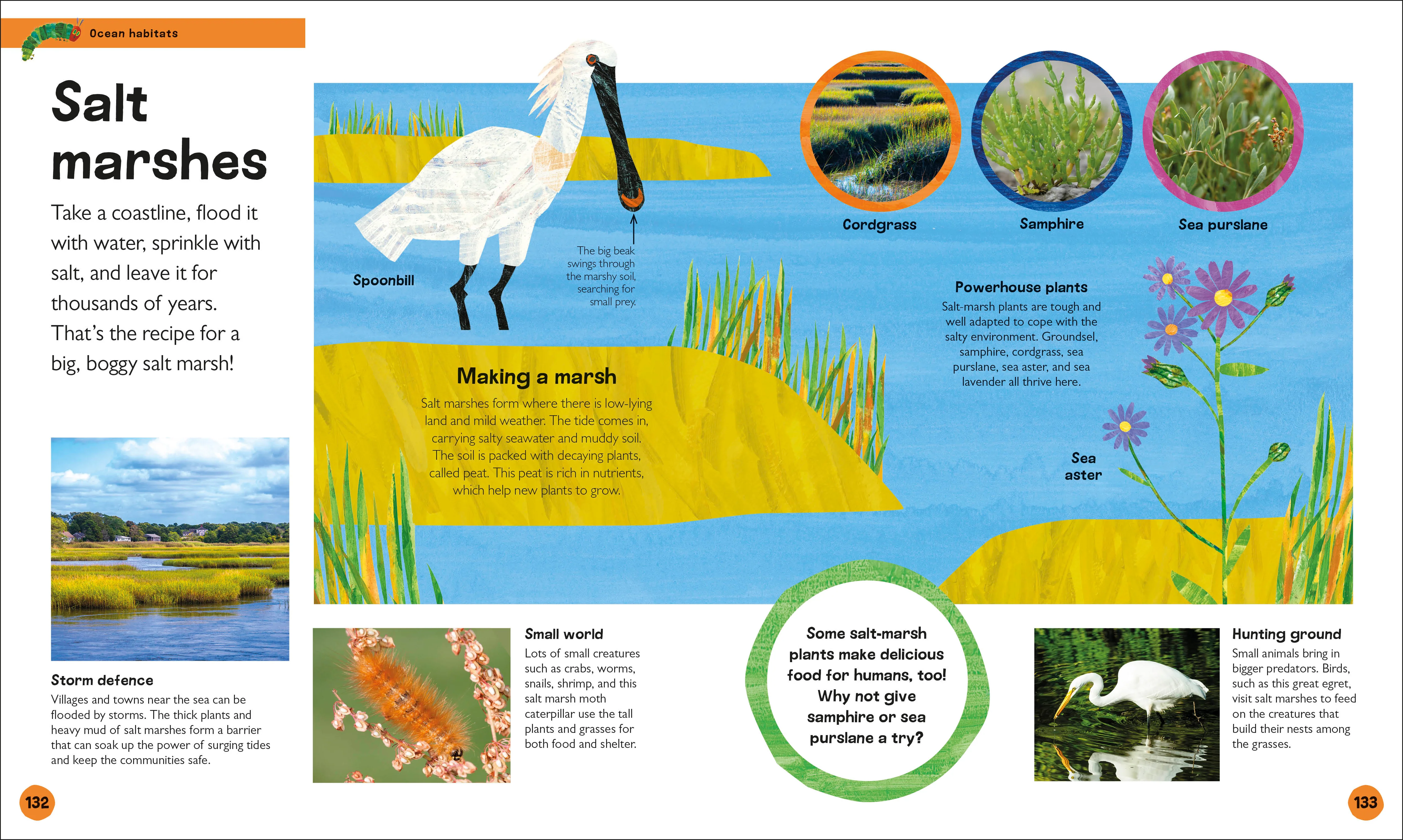 The Very Hungry Caterpillar's Very First Ocean Encyclopedia - Image 6
