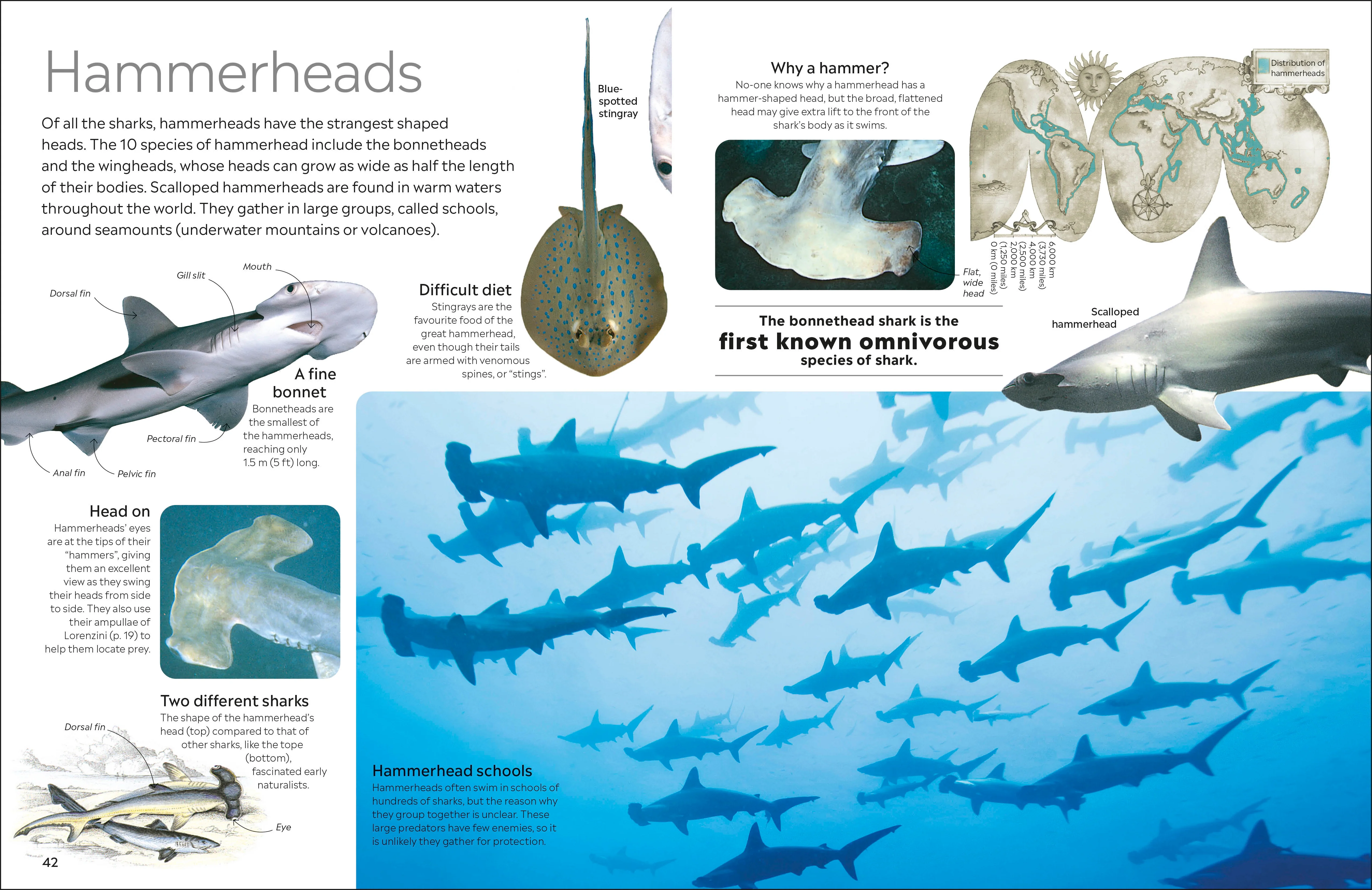 Shark - Image 4