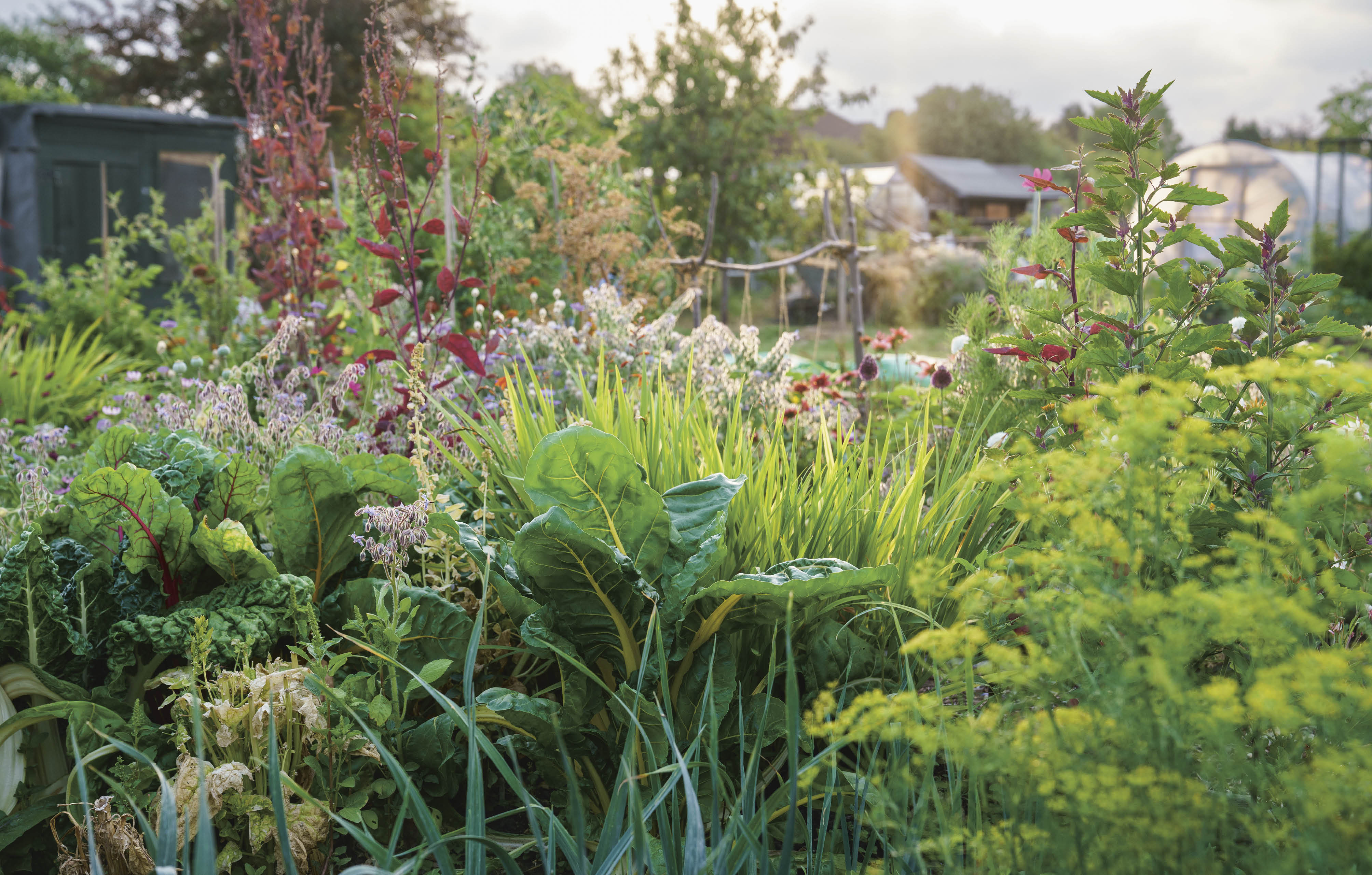 Rekha's Kitchen Garden - Image 6