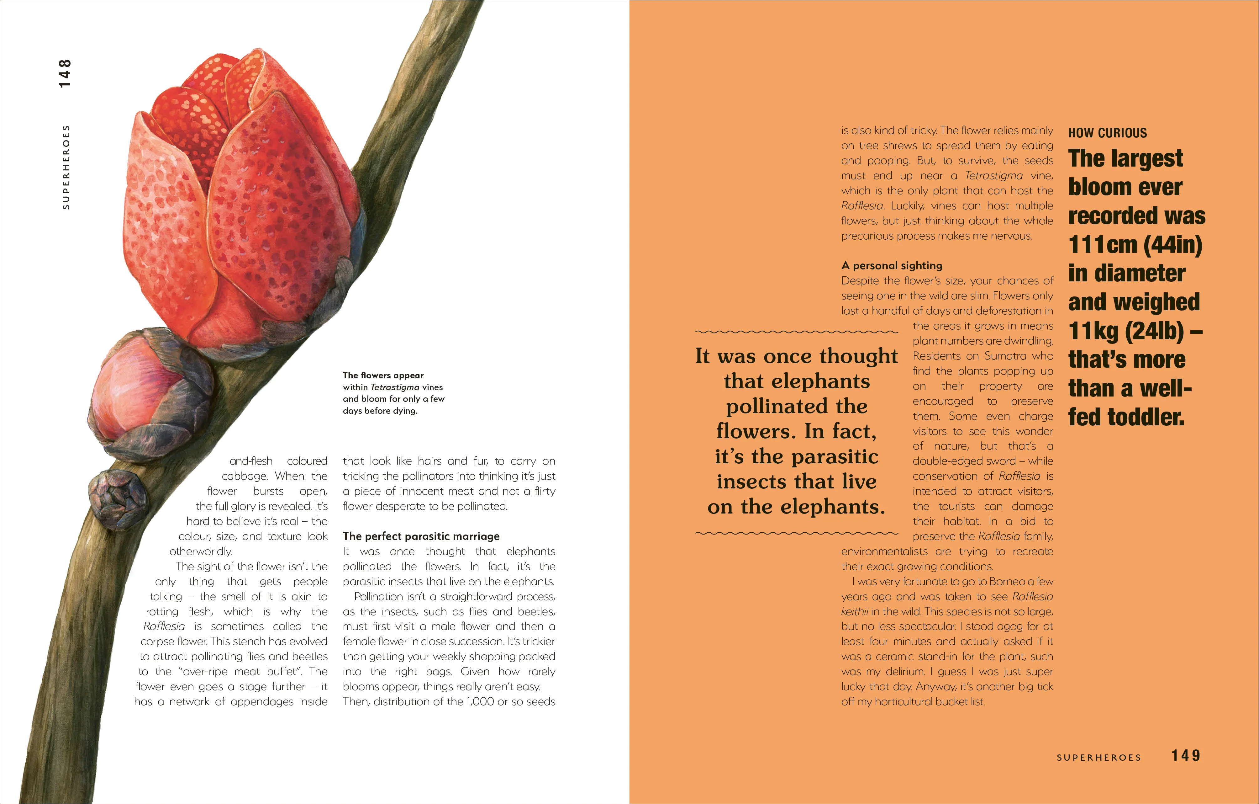Hortus Curious - Image 7