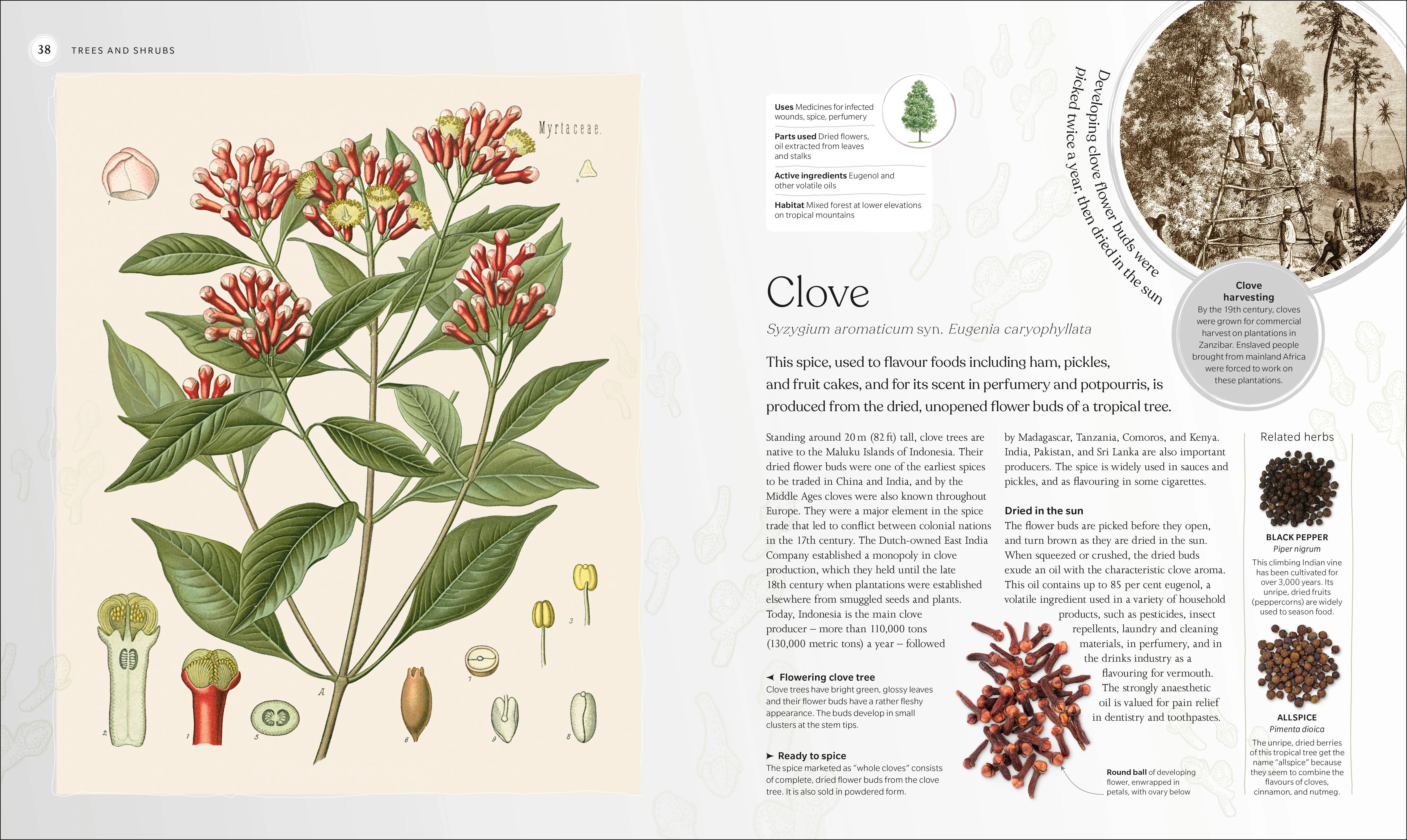The Herb Book - Image 3