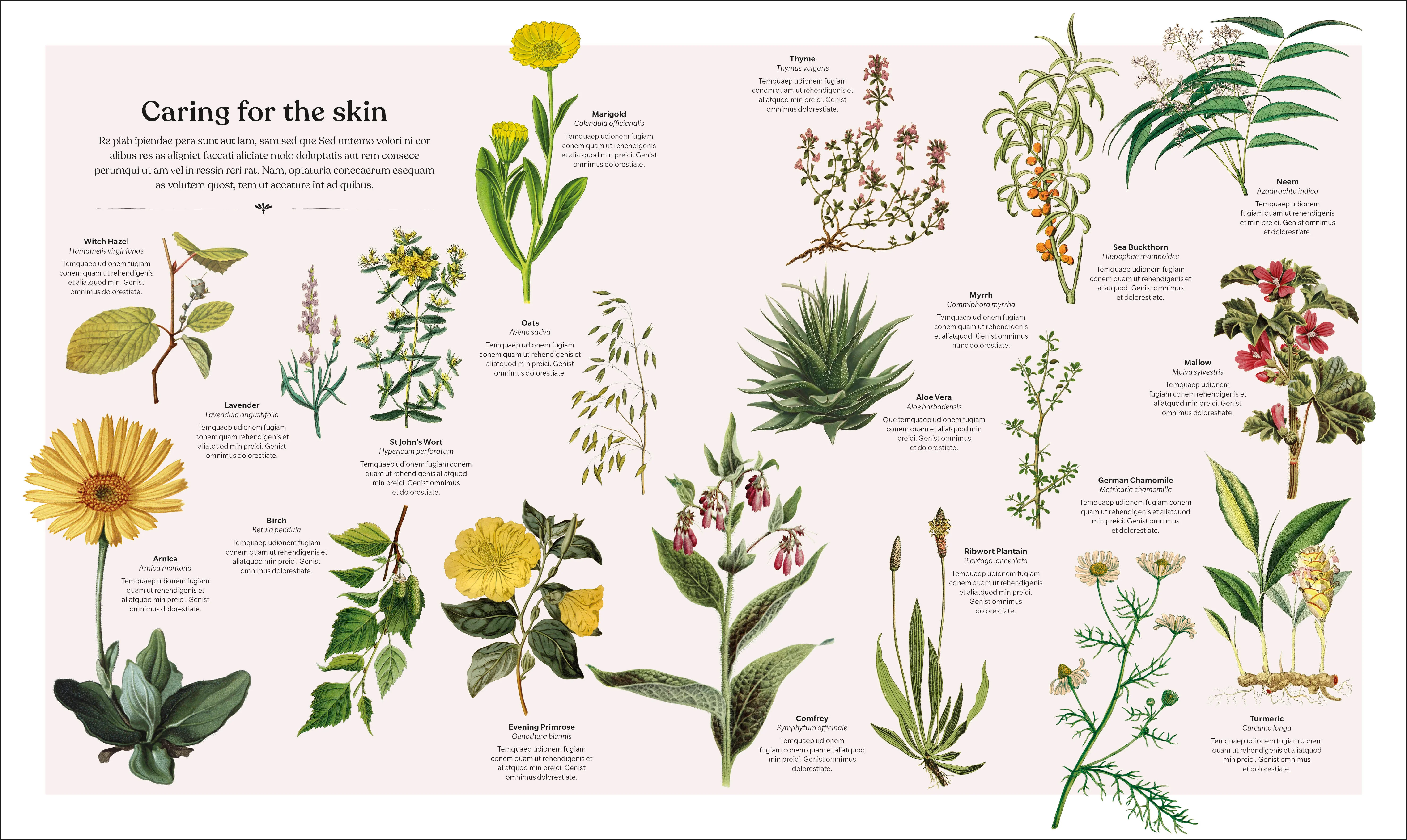 The Herb Book - Image 4