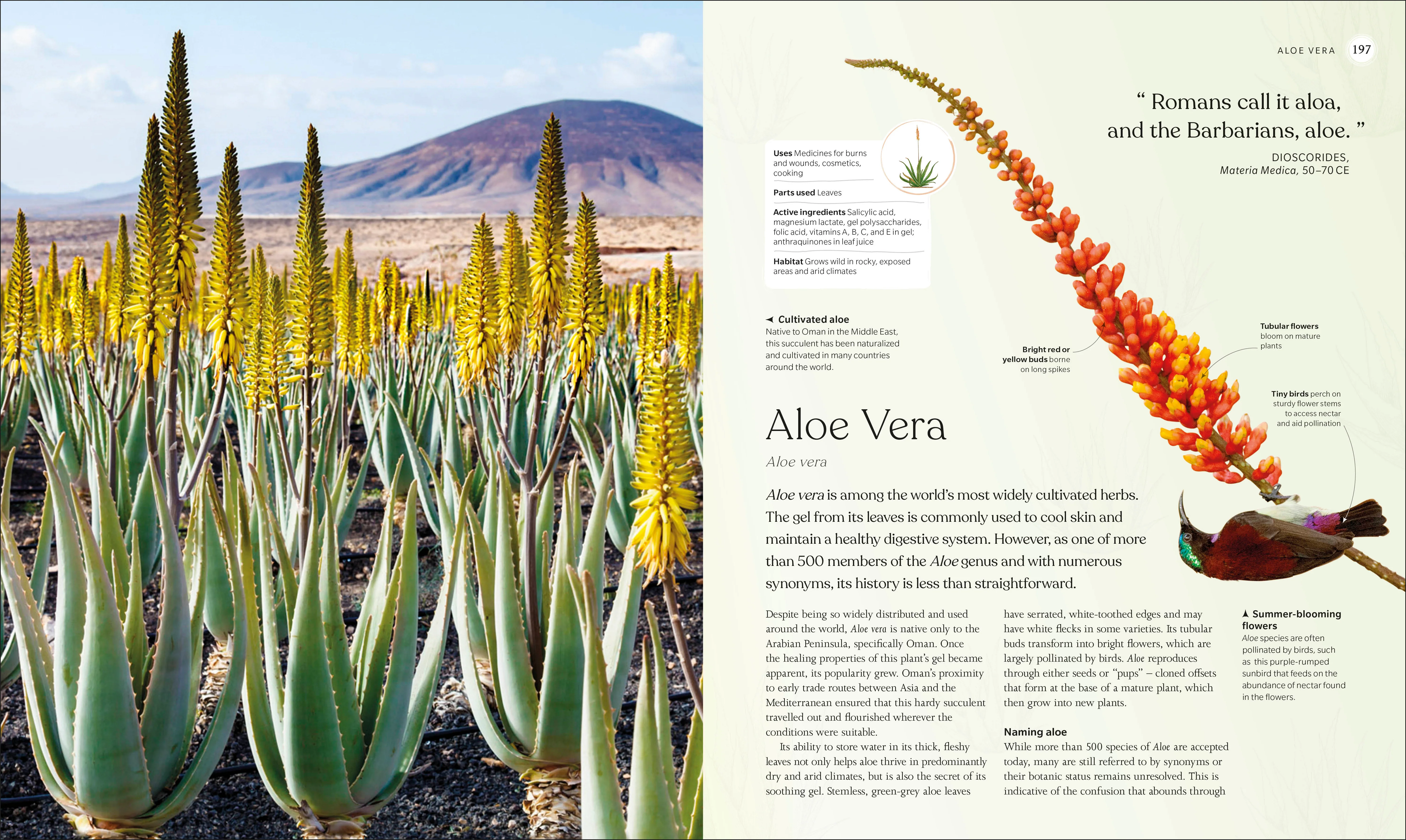 The Herb Book - Image 7