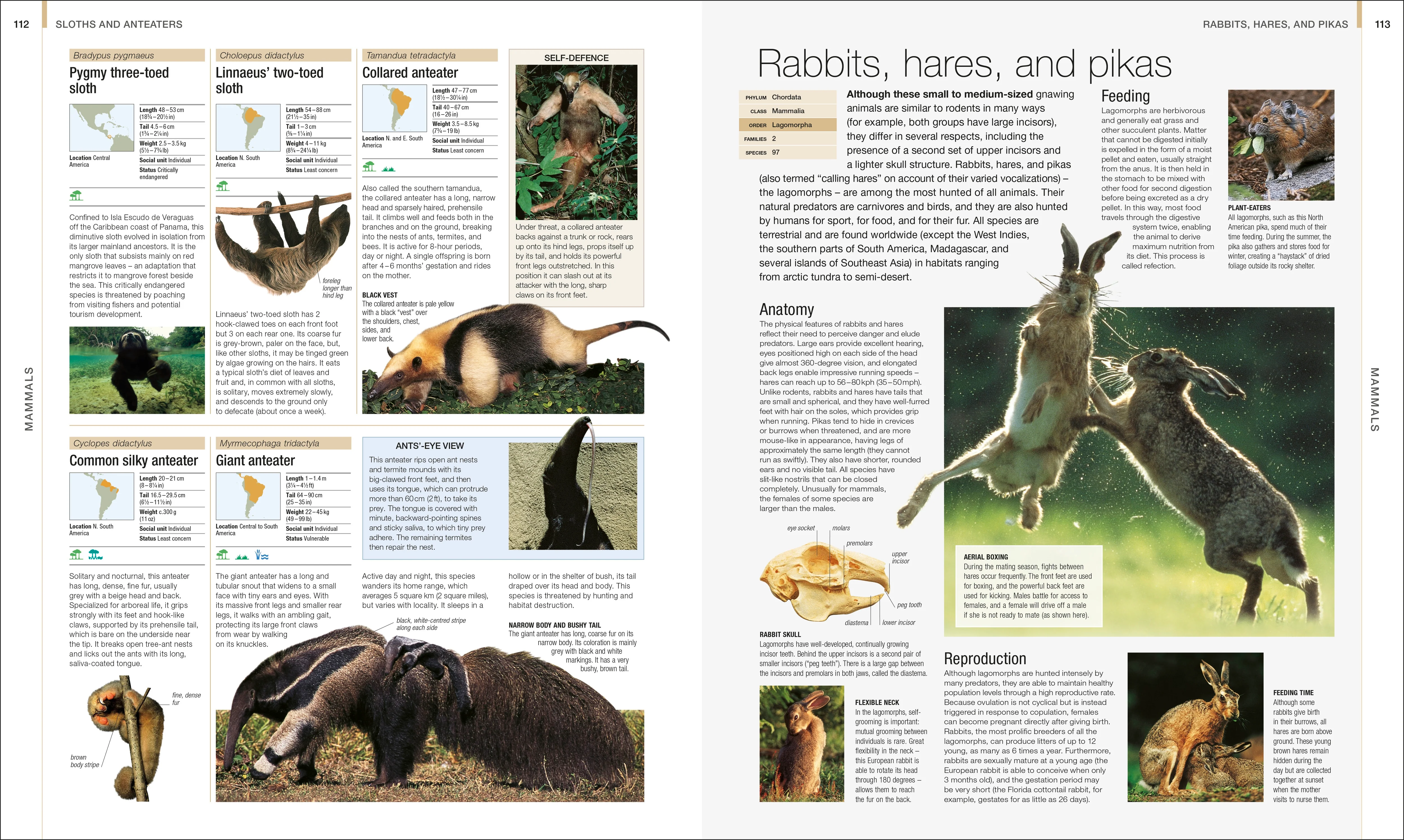 Animal - Image 3