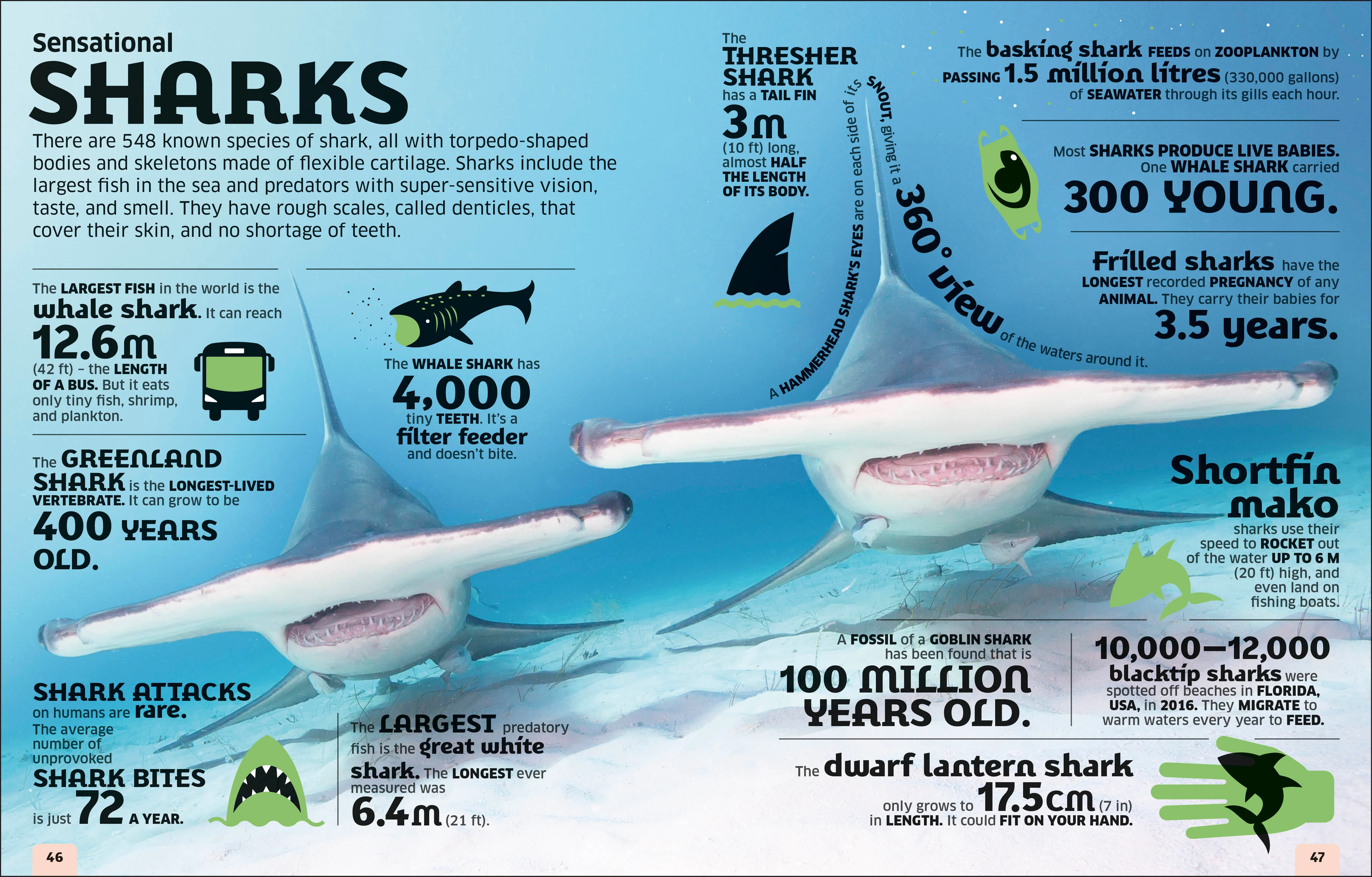 Our World in Numbers Animals - Image 3