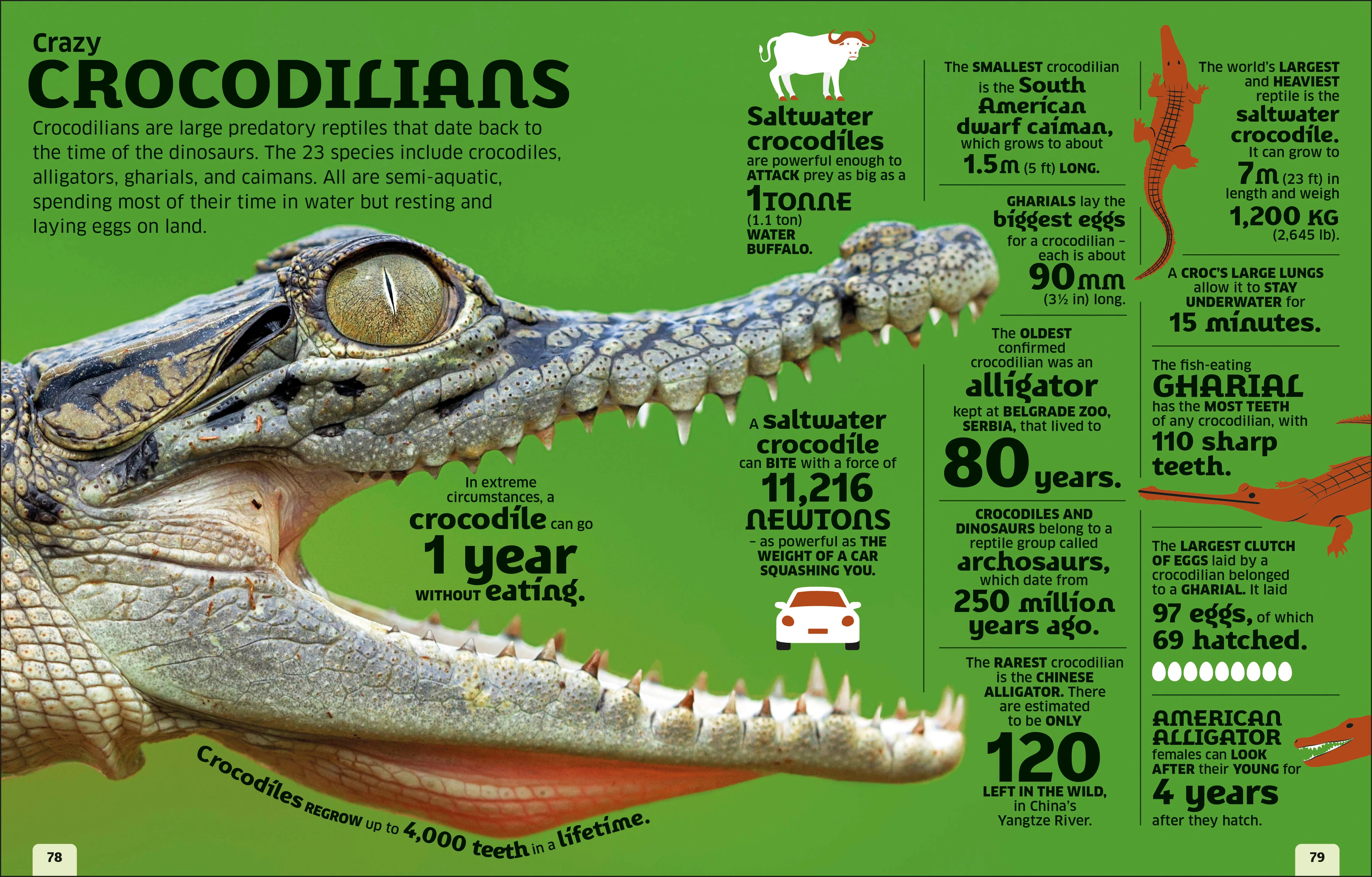 Our World in Numbers Animals - Image 4