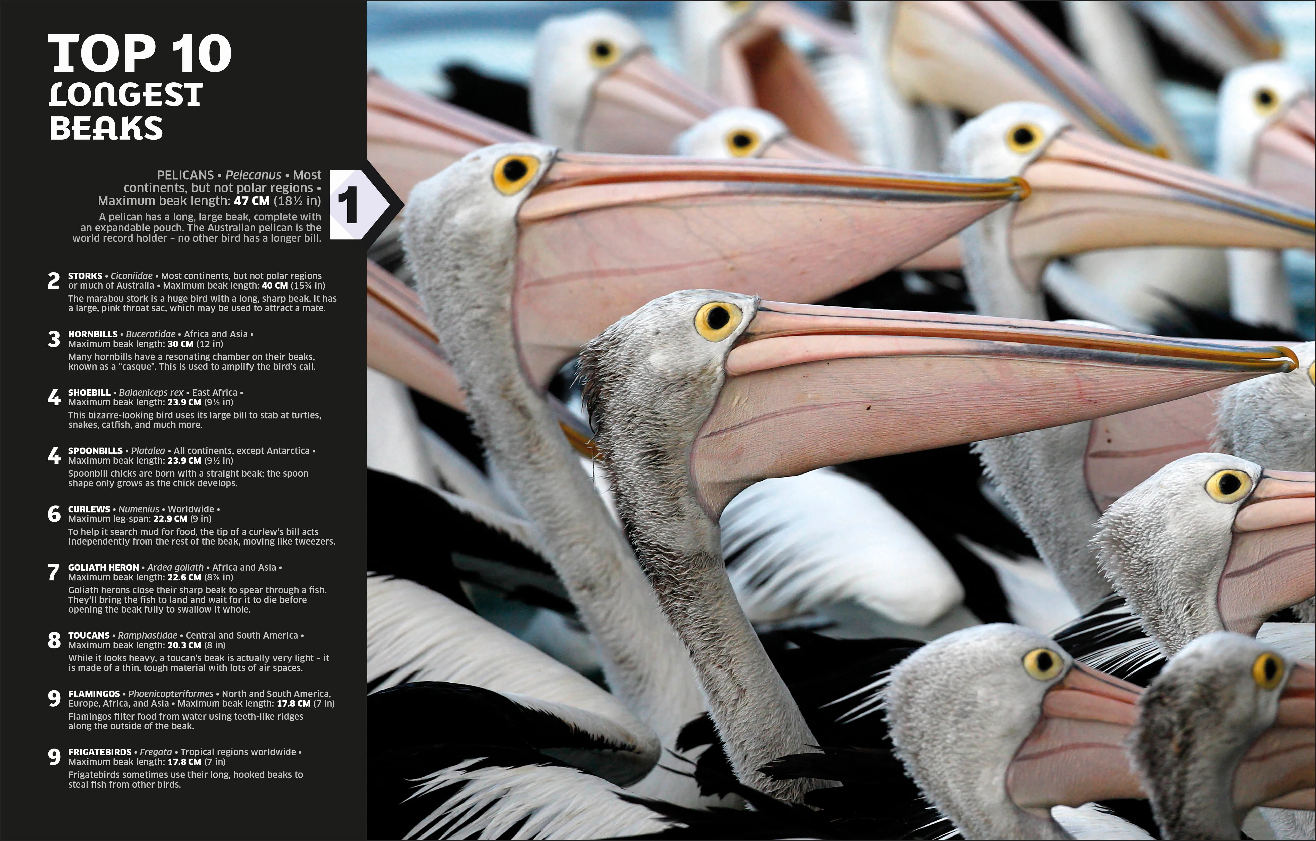 Our World in Numbers Animals - Image 5