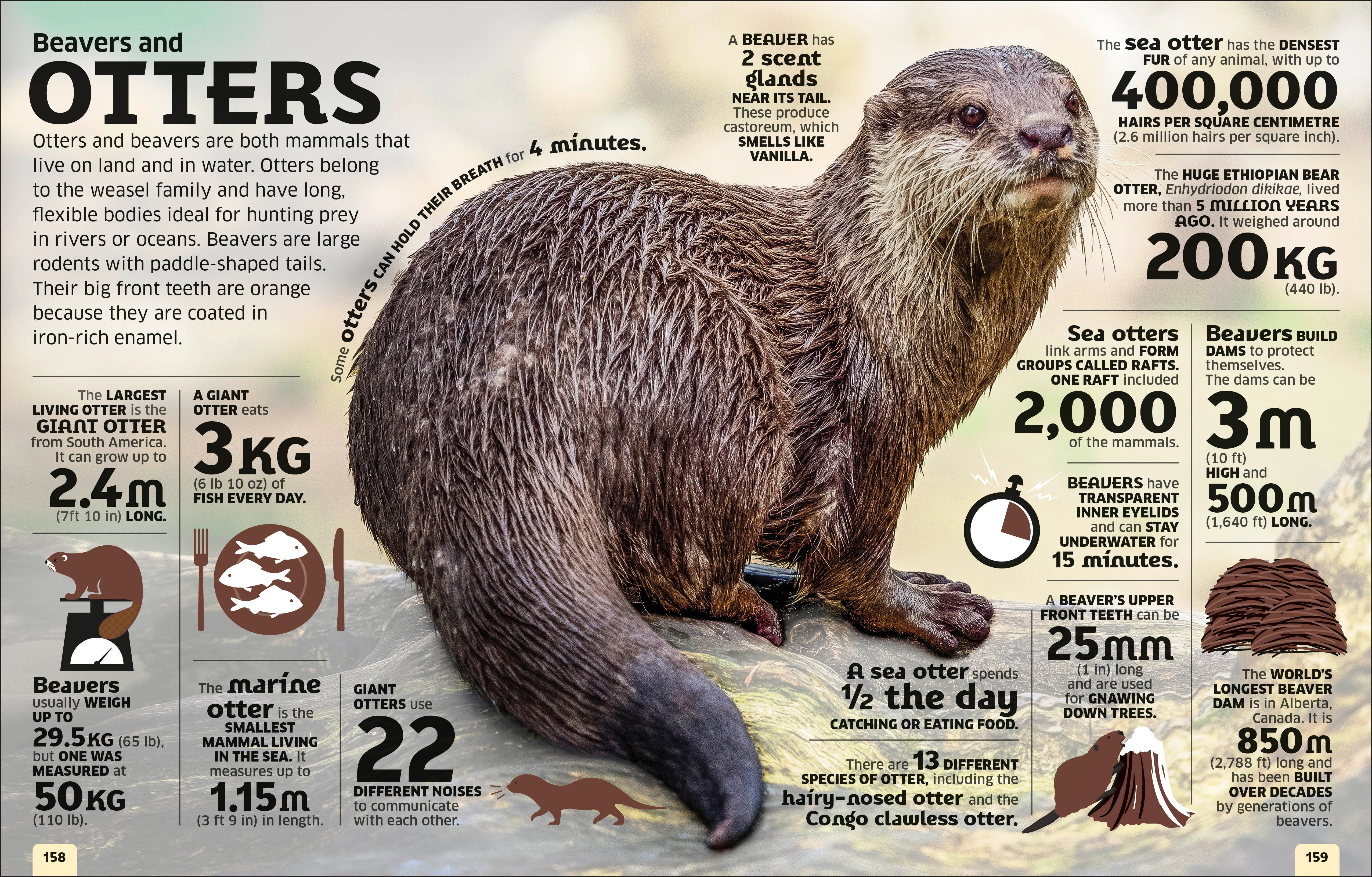 Our World in Numbers Animals - Image 6