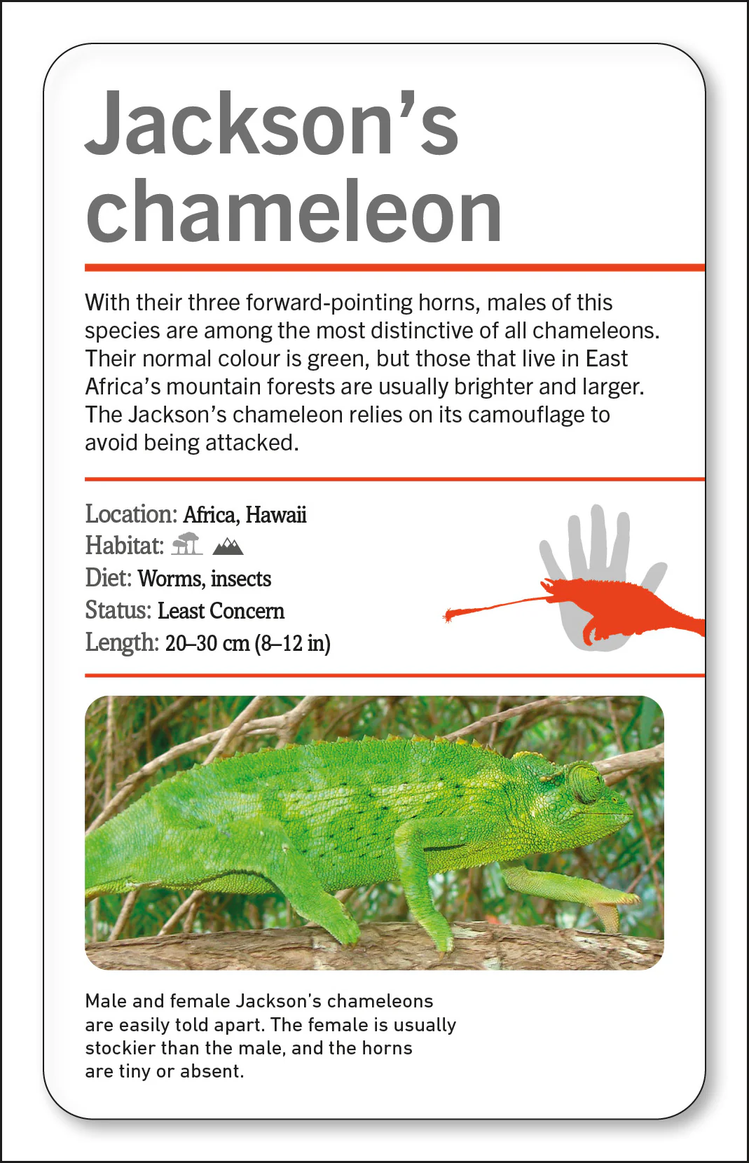 Our World in Pictures Animals of the World Flash Cards - Image 3
