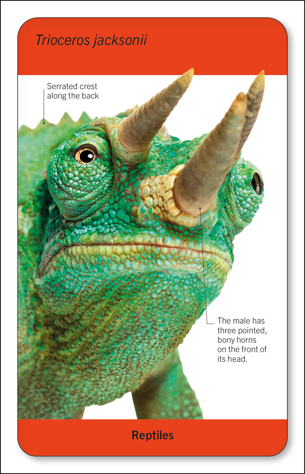 Our World in Pictures Animals of the World Flash Cards - Image 4