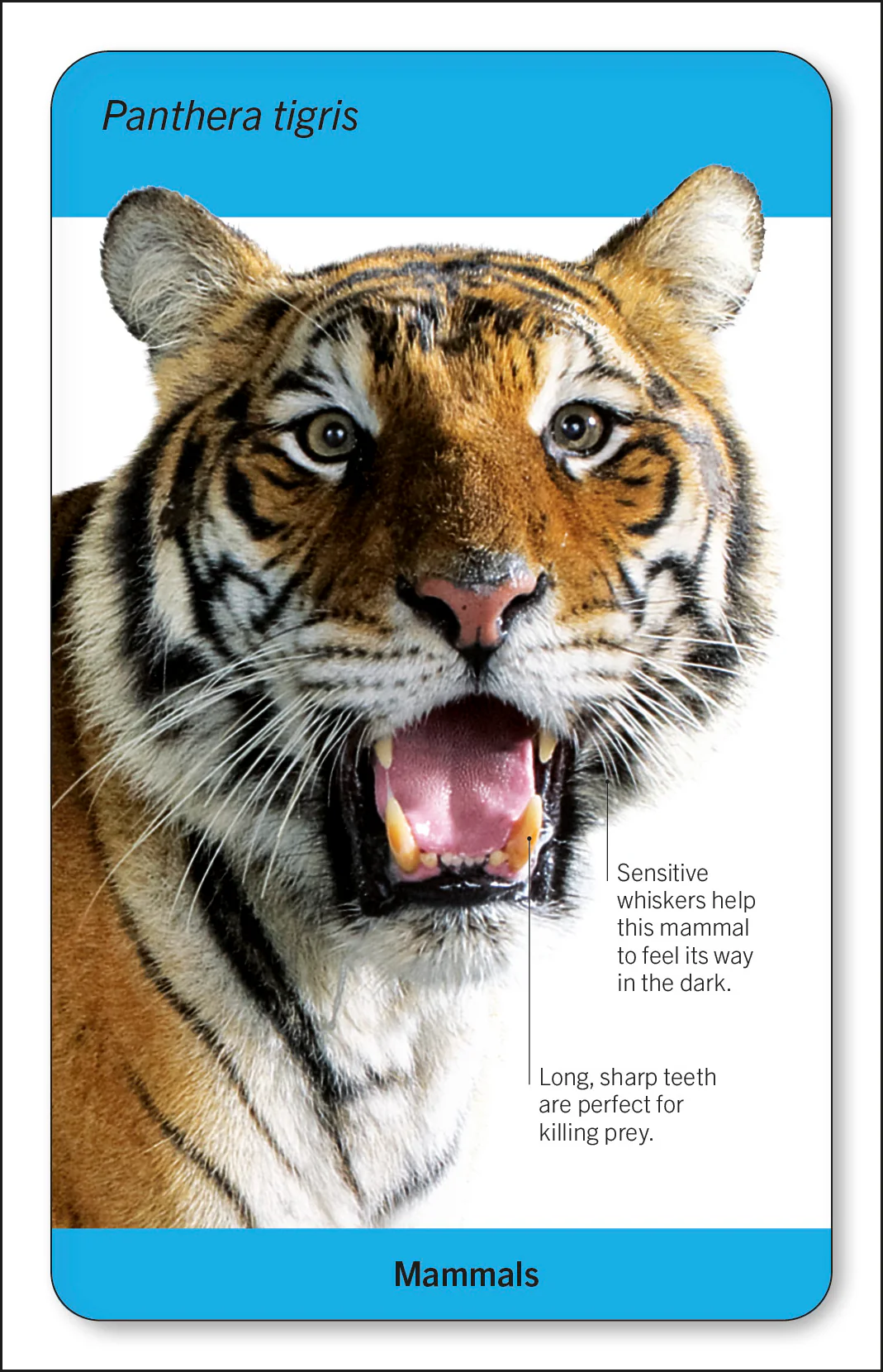 Our World in Pictures Animals of the World Flash Cards - Image 5