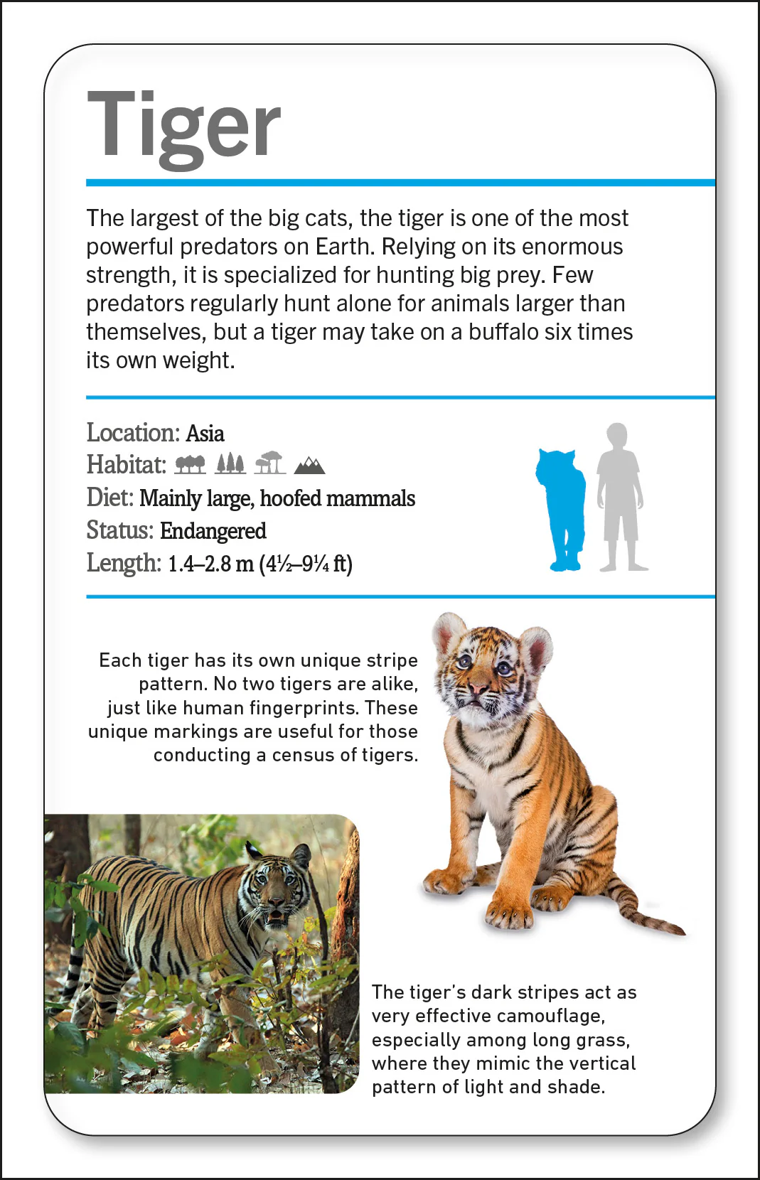 Our World in Pictures Animals of the World Flash Cards - Image 6