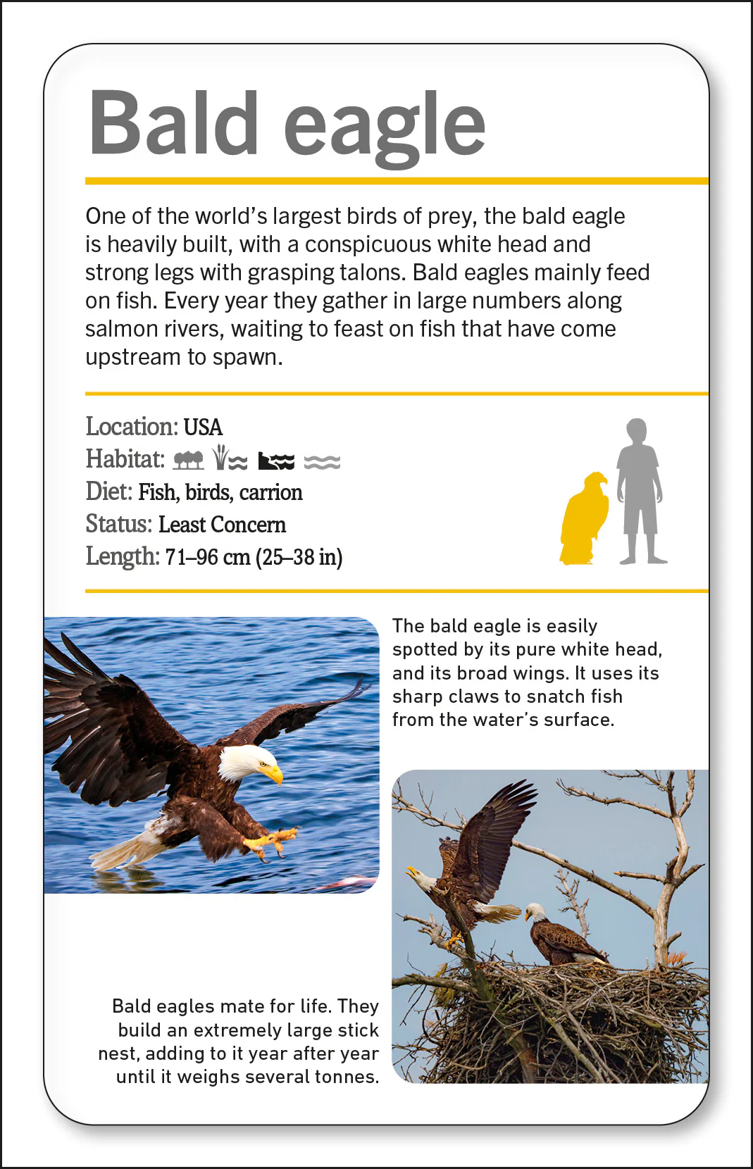 Our World in Pictures Animals of the World Flash Cards - Image 8