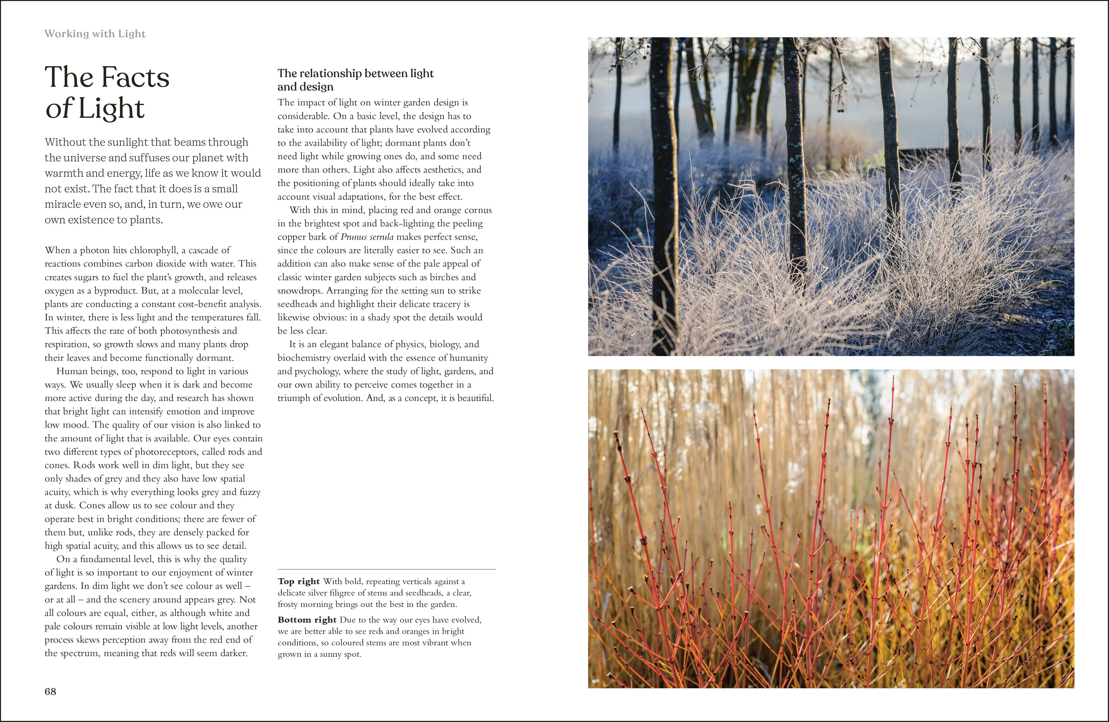RHS The Winter Garden - Image 4