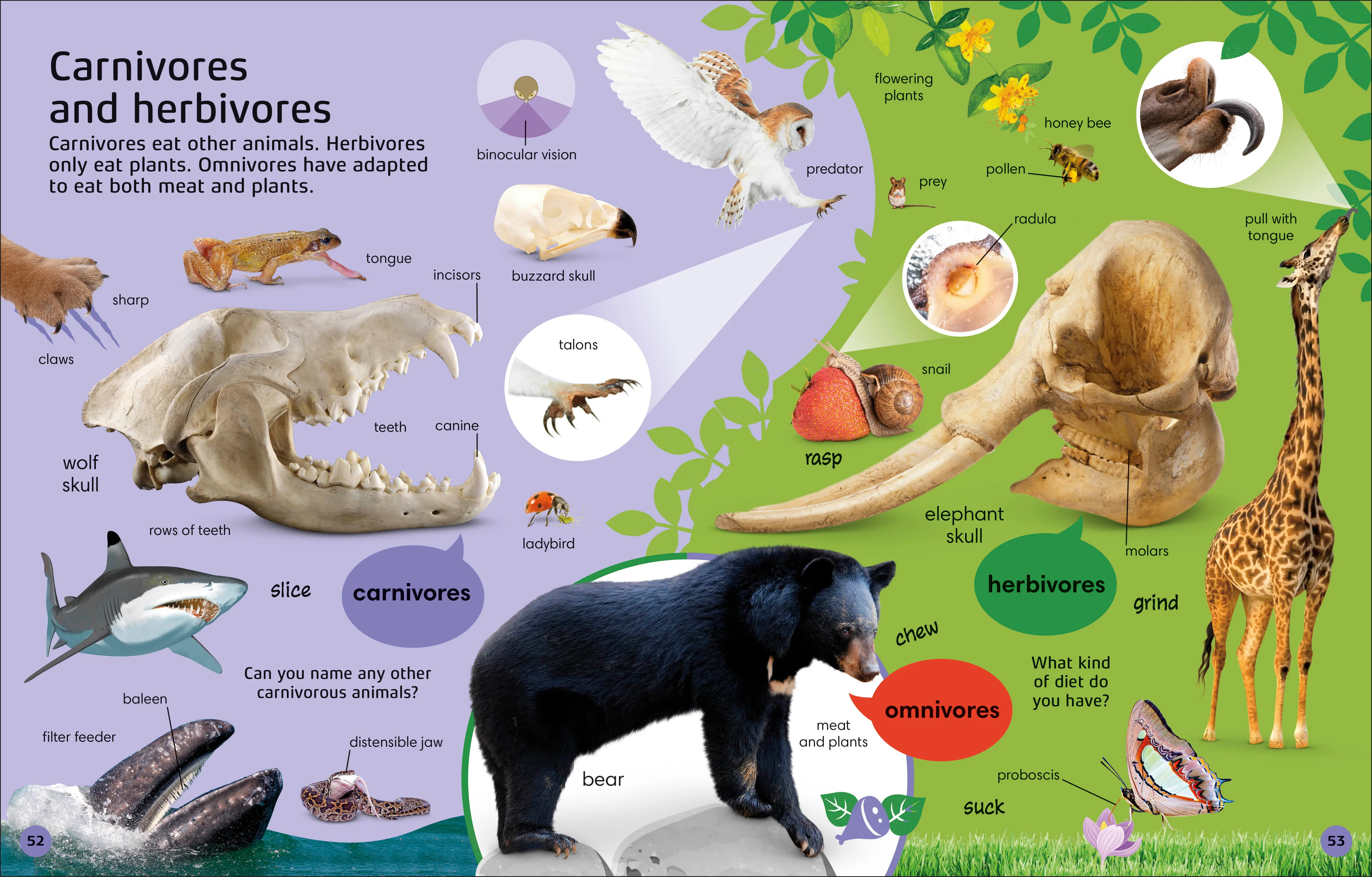 1000 Animal Words - Image 3