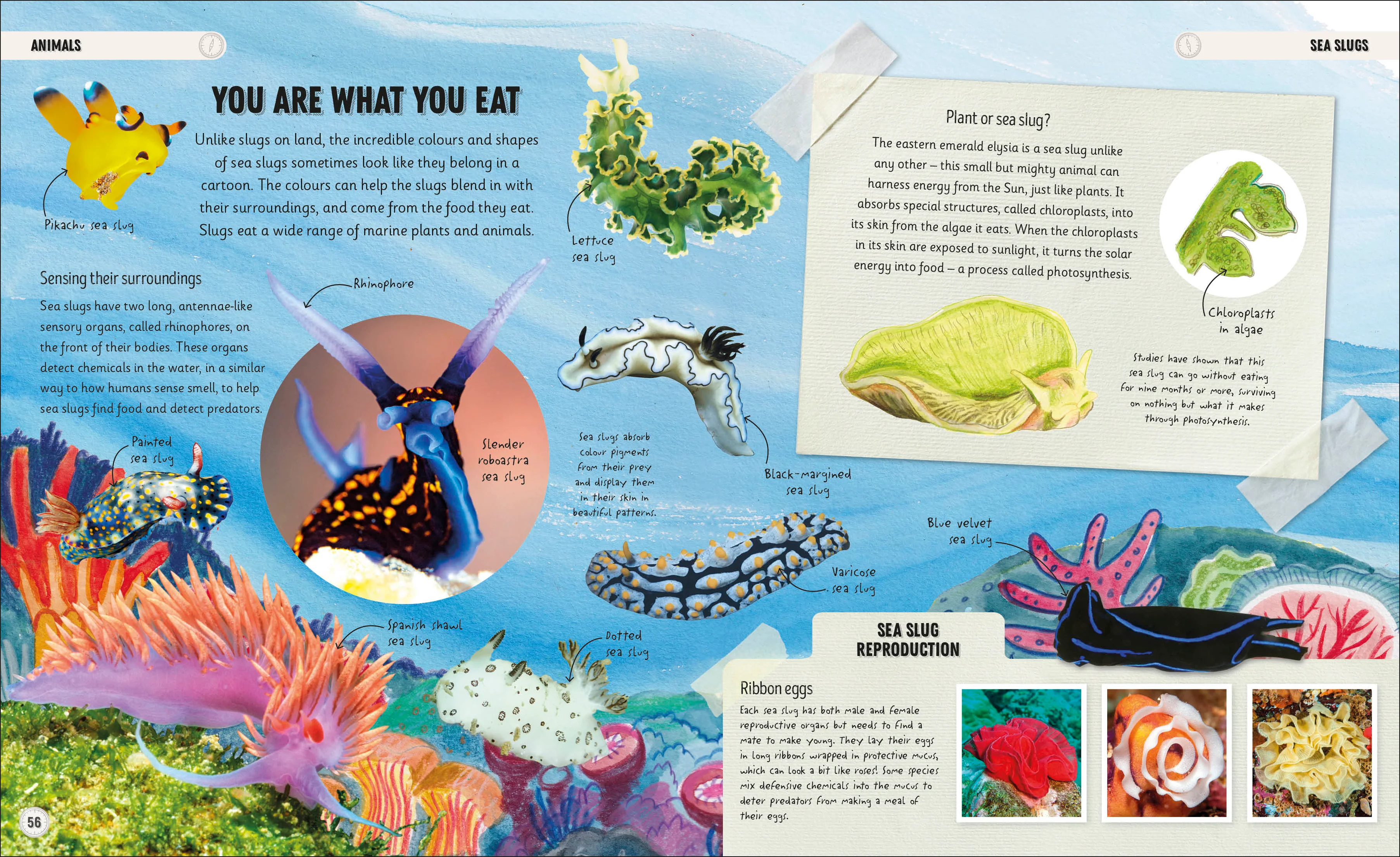 Amazing Oceans - Image 4
