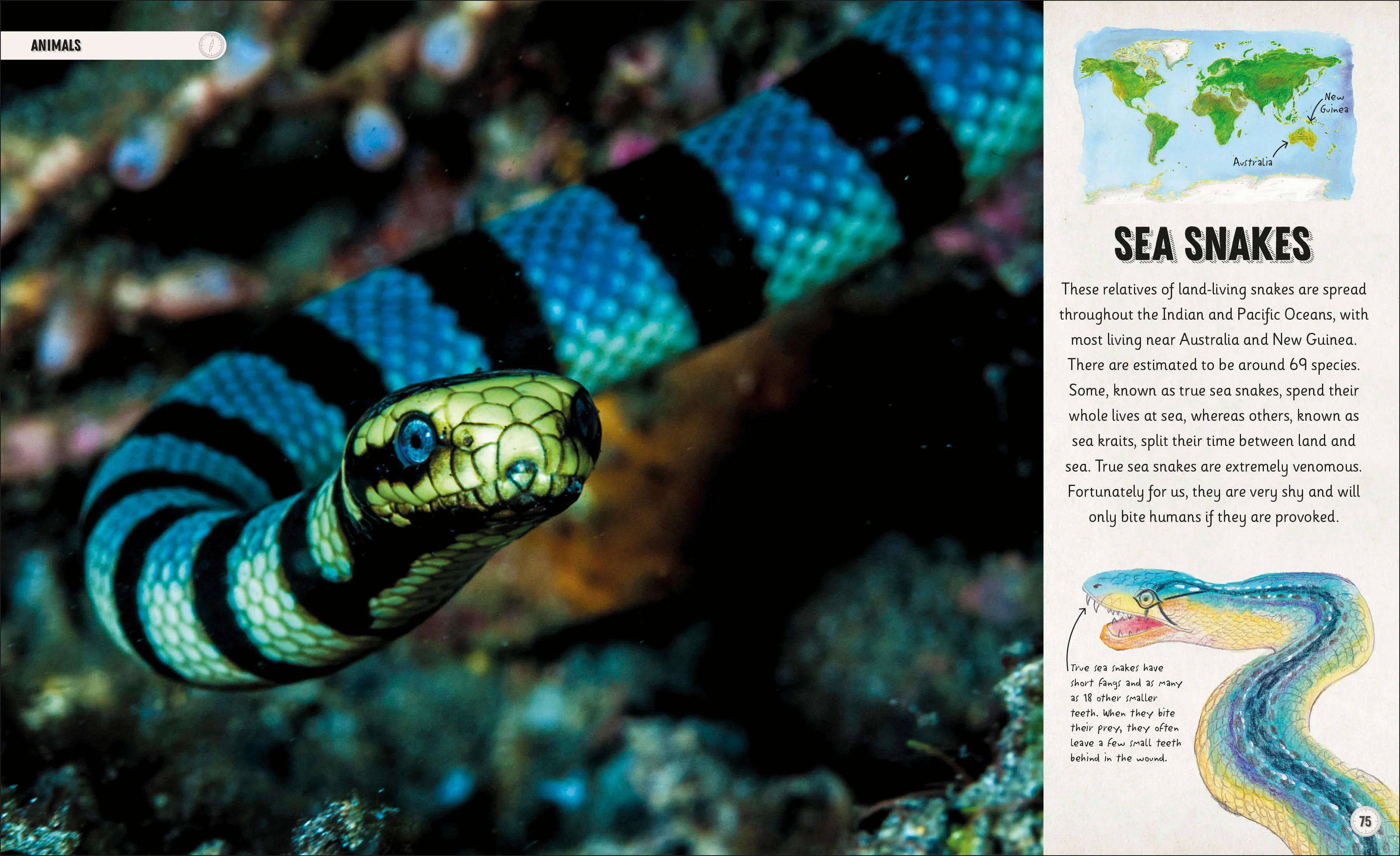 Amazing Oceans - Image 5