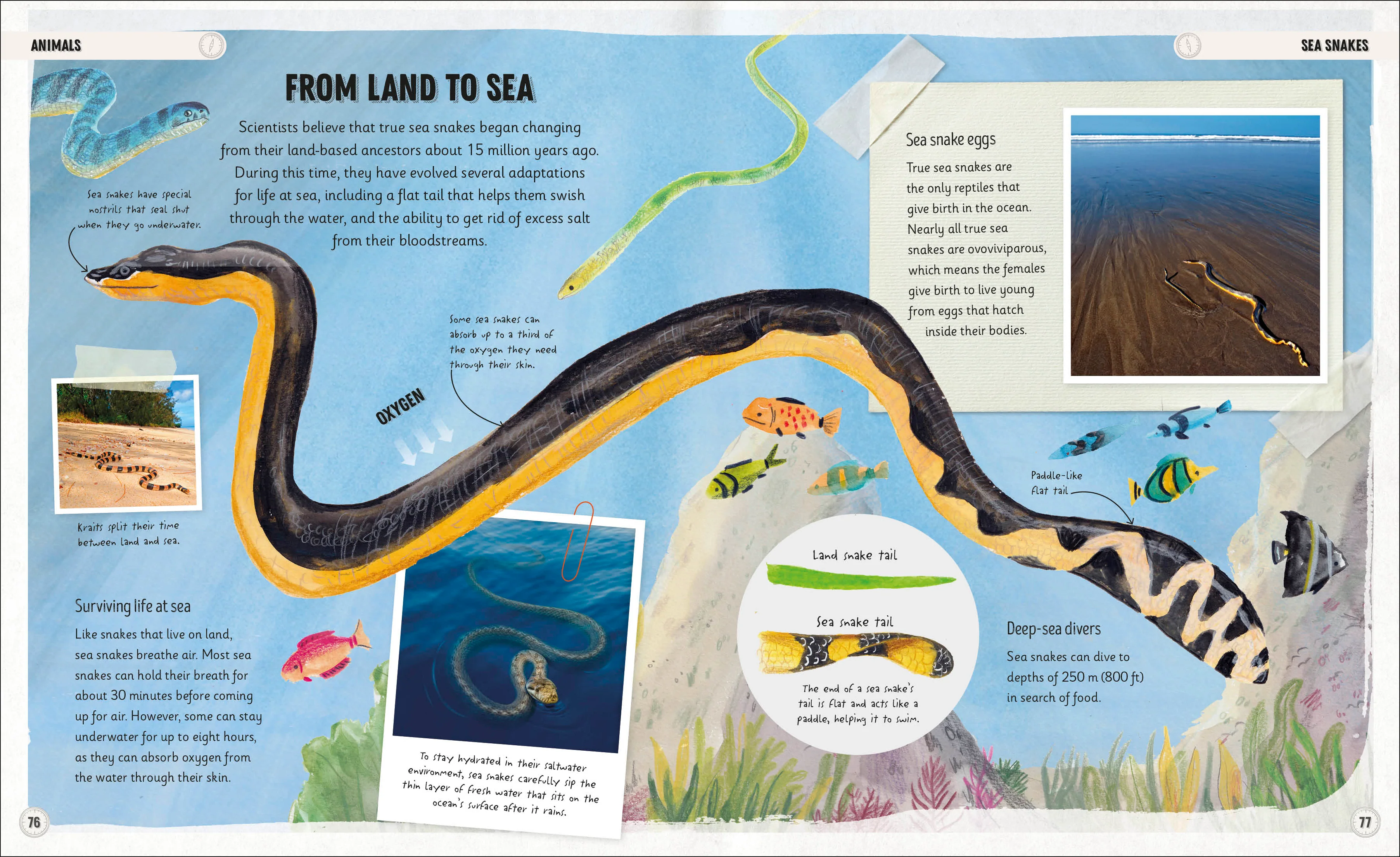 Amazing Oceans - Image 6