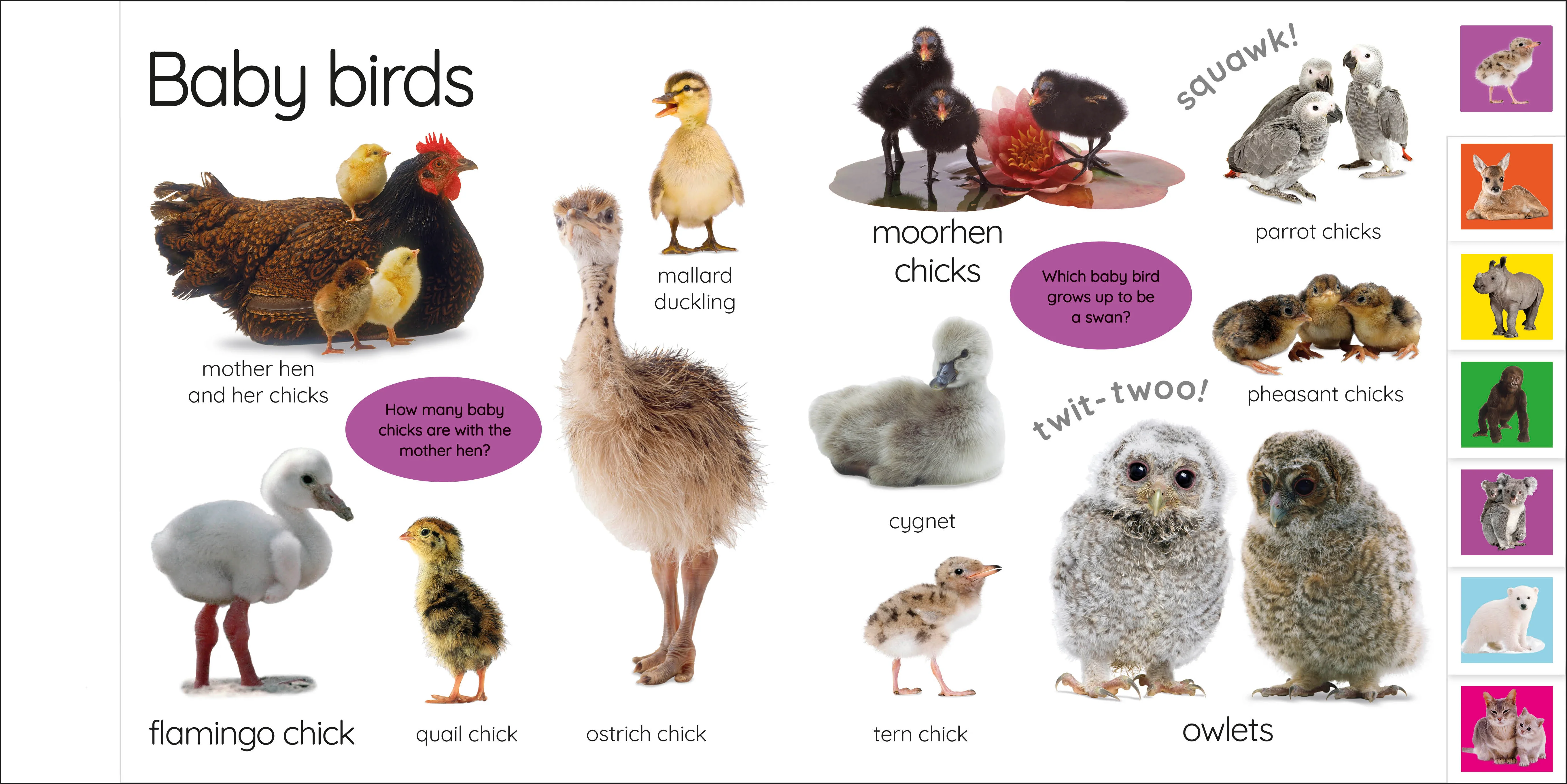 My First Baby Animals: Let's Find Our Favourites! - Image 3