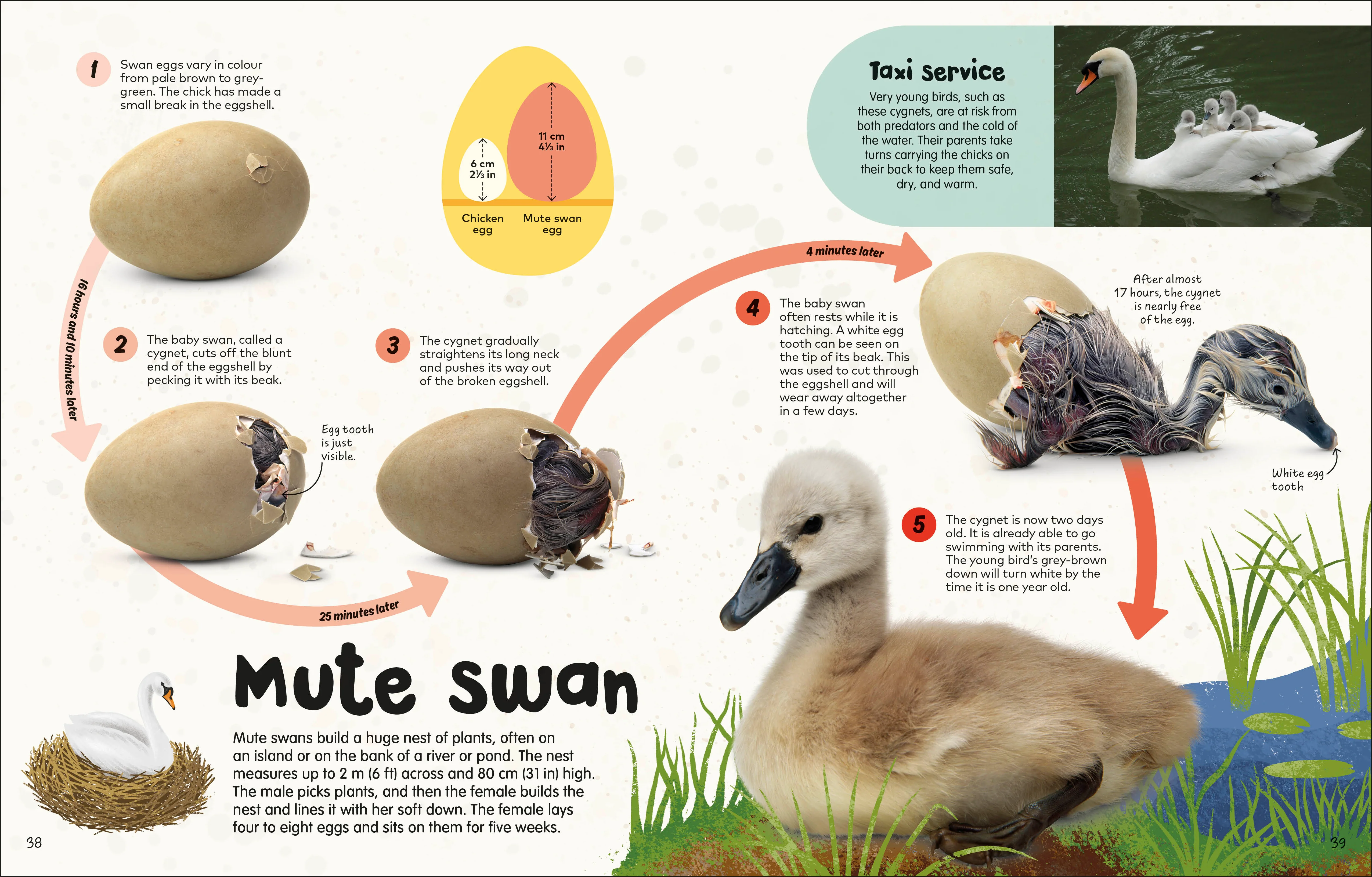 The Egg Book - Image 3