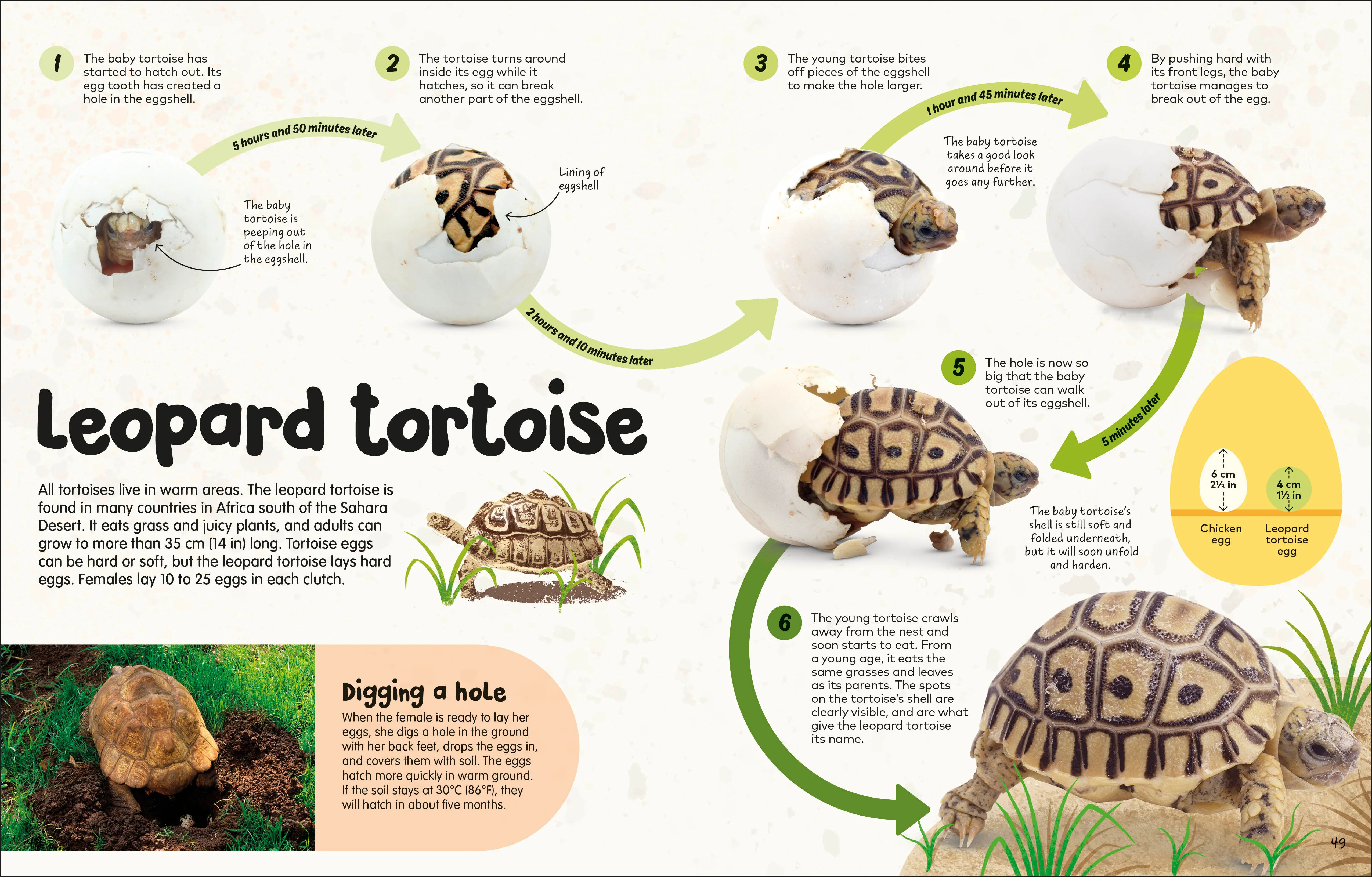 The Egg Book - Image 5