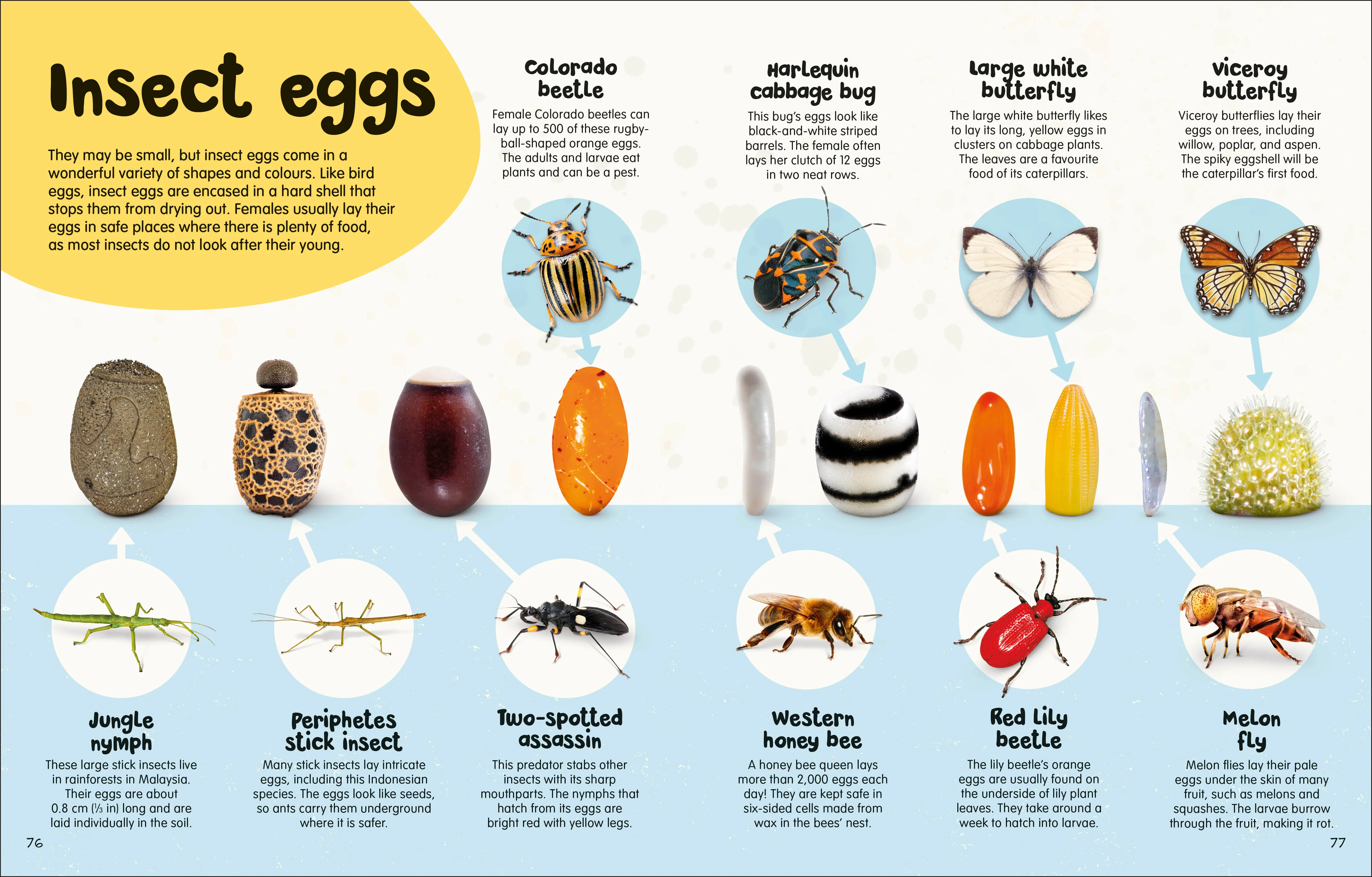 The Egg Book - Image 6