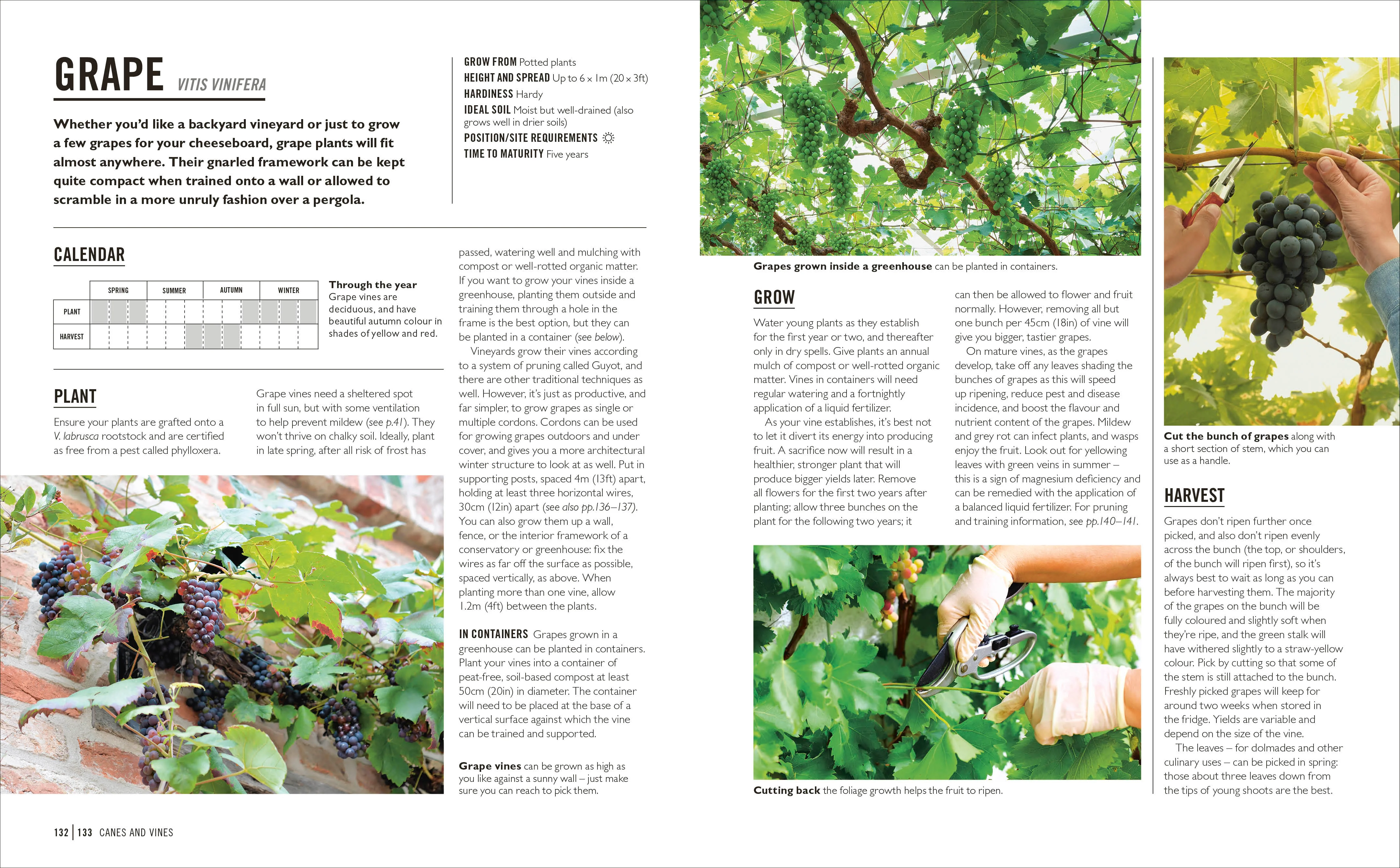 Grow Fruit - Image 5