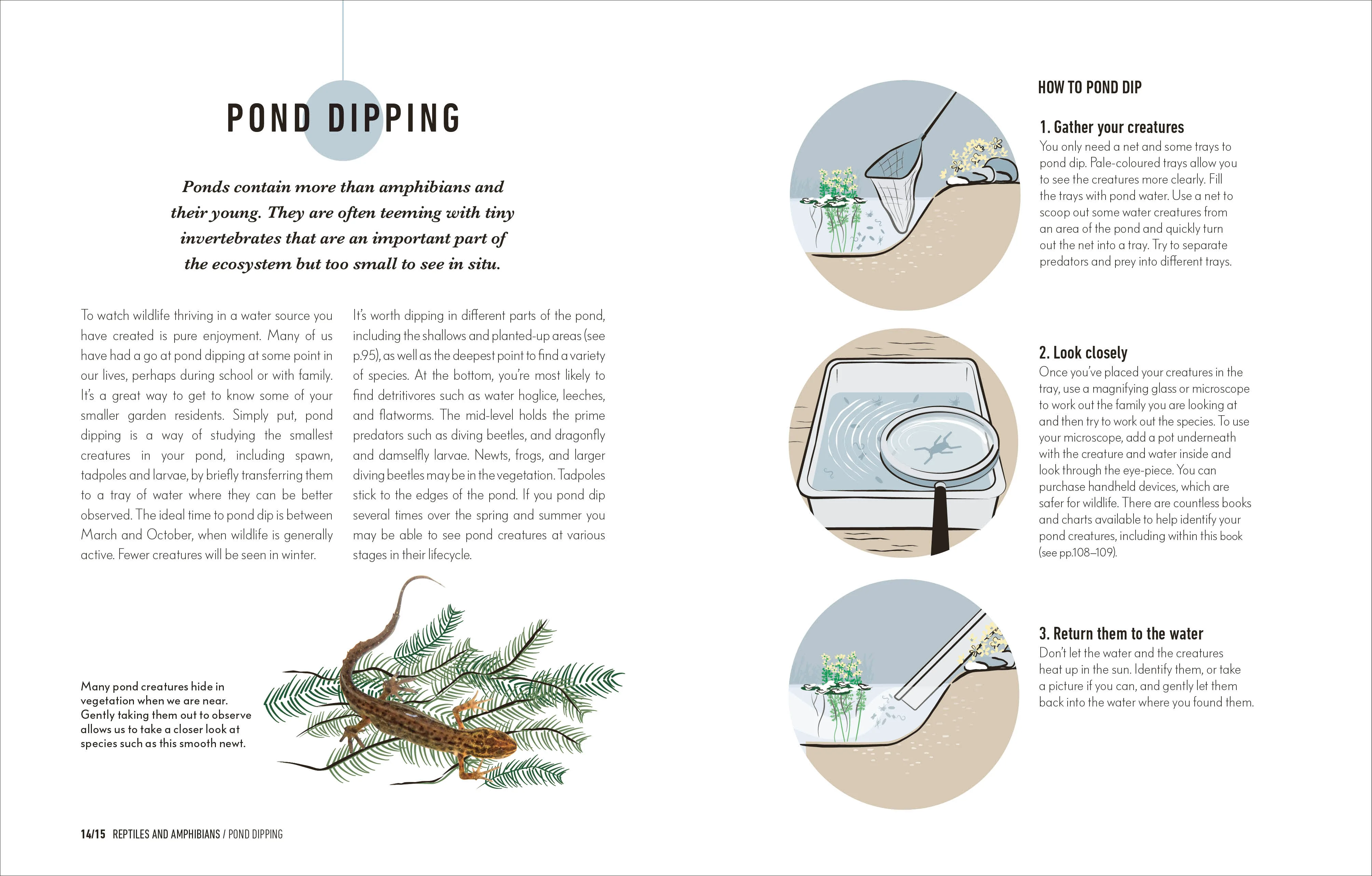 How to Attract Wildlife to Your Garden - Image 3