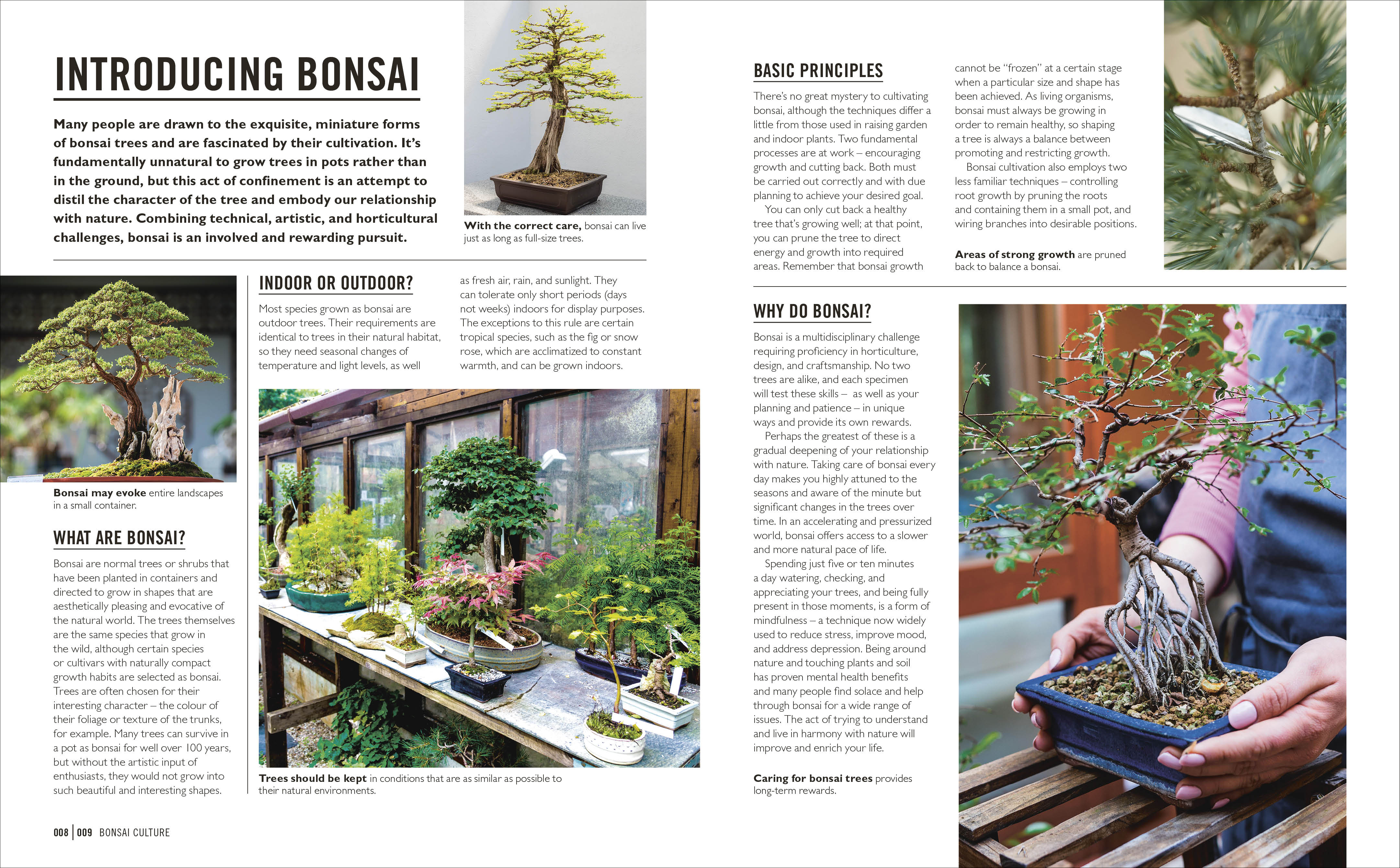 Grow Bonsai - Image 3